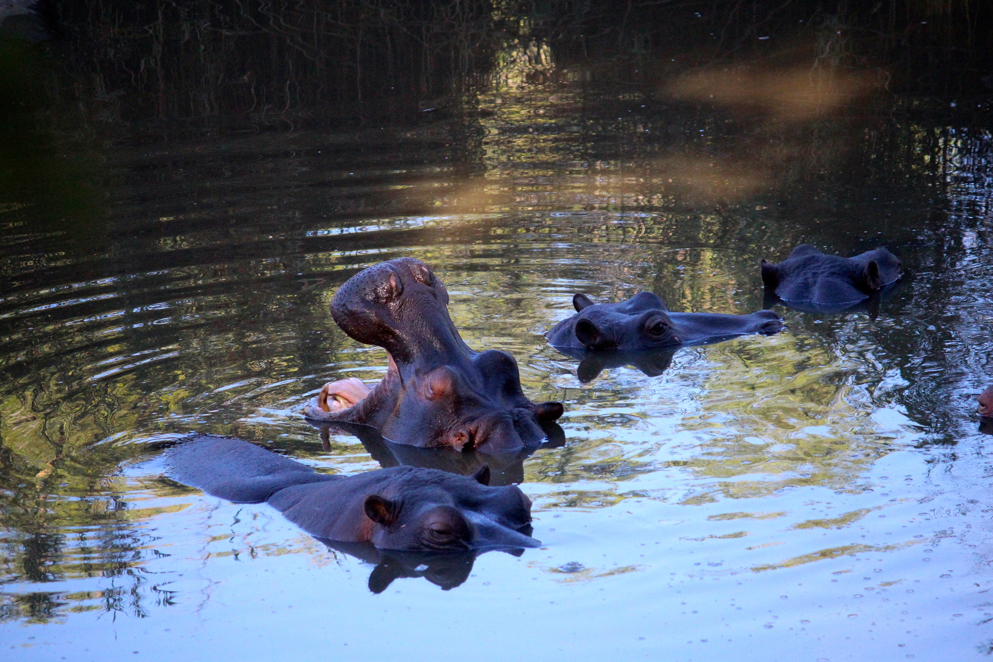 Canon EF-S 55-250mm F4-5.6 IS sample photo. Hippos photography