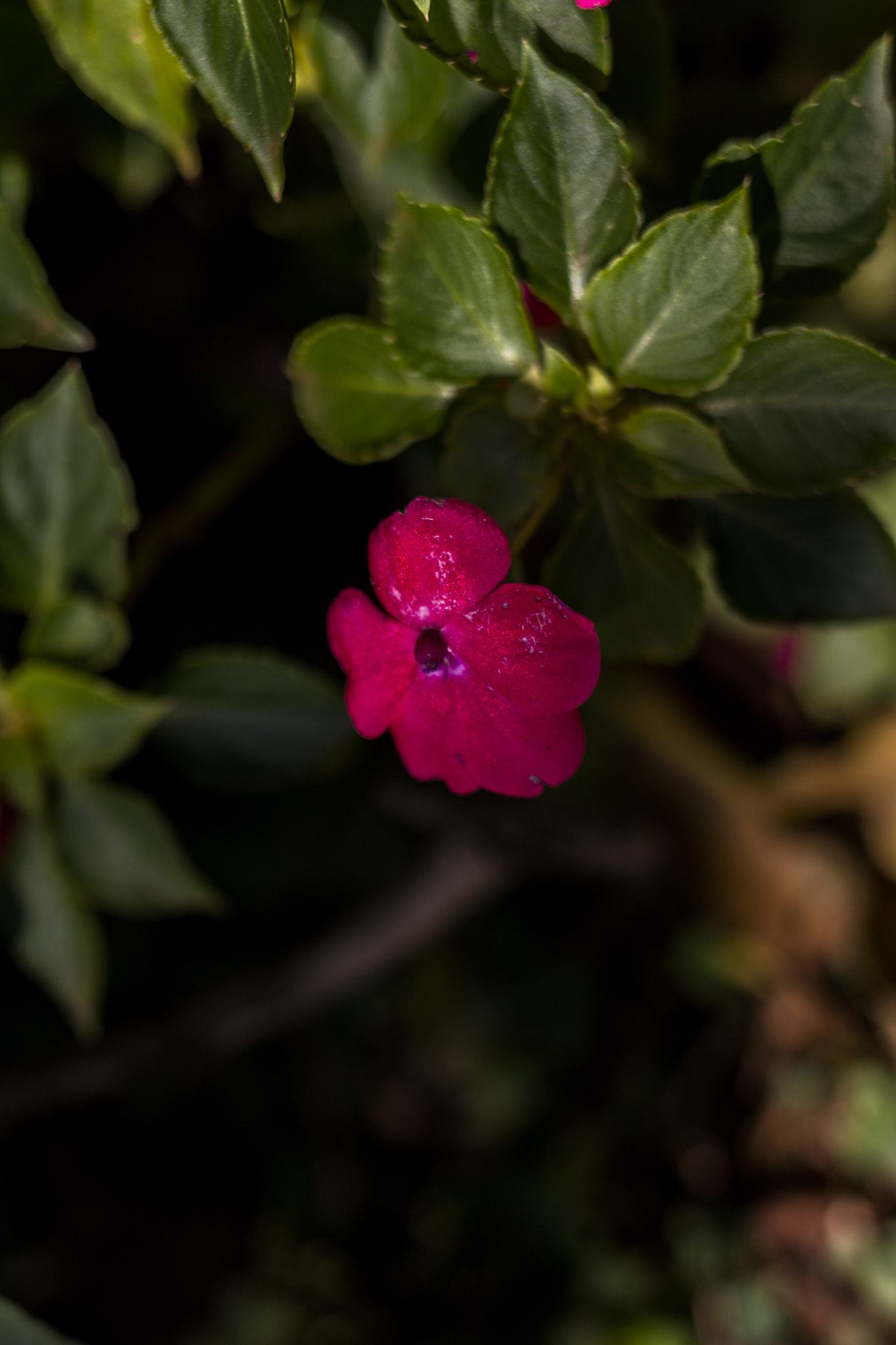 Canon EF 35mm F2 IS USM sample photo. _mg_4281.jpg photography