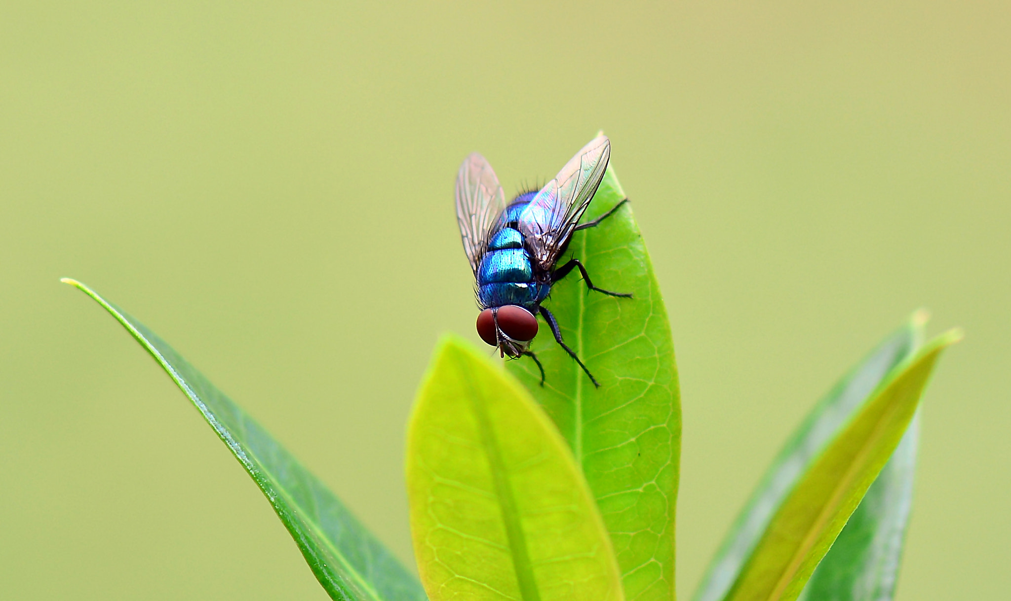 Nikon AF-S Micro-Nikkor 105mm F2.8G IF-ED VR sample photo. Open door photography