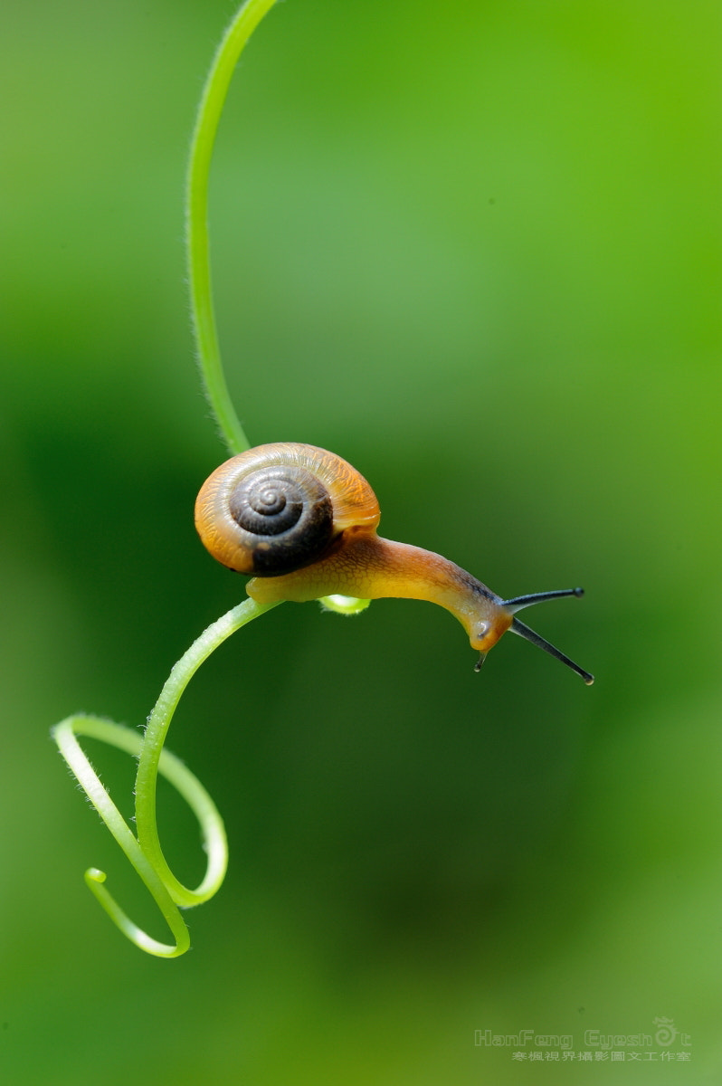 Nikon D700 + Nikon AF Micro-Nikkor 200mm F4D ED-IF sample photo. 窥视 photography