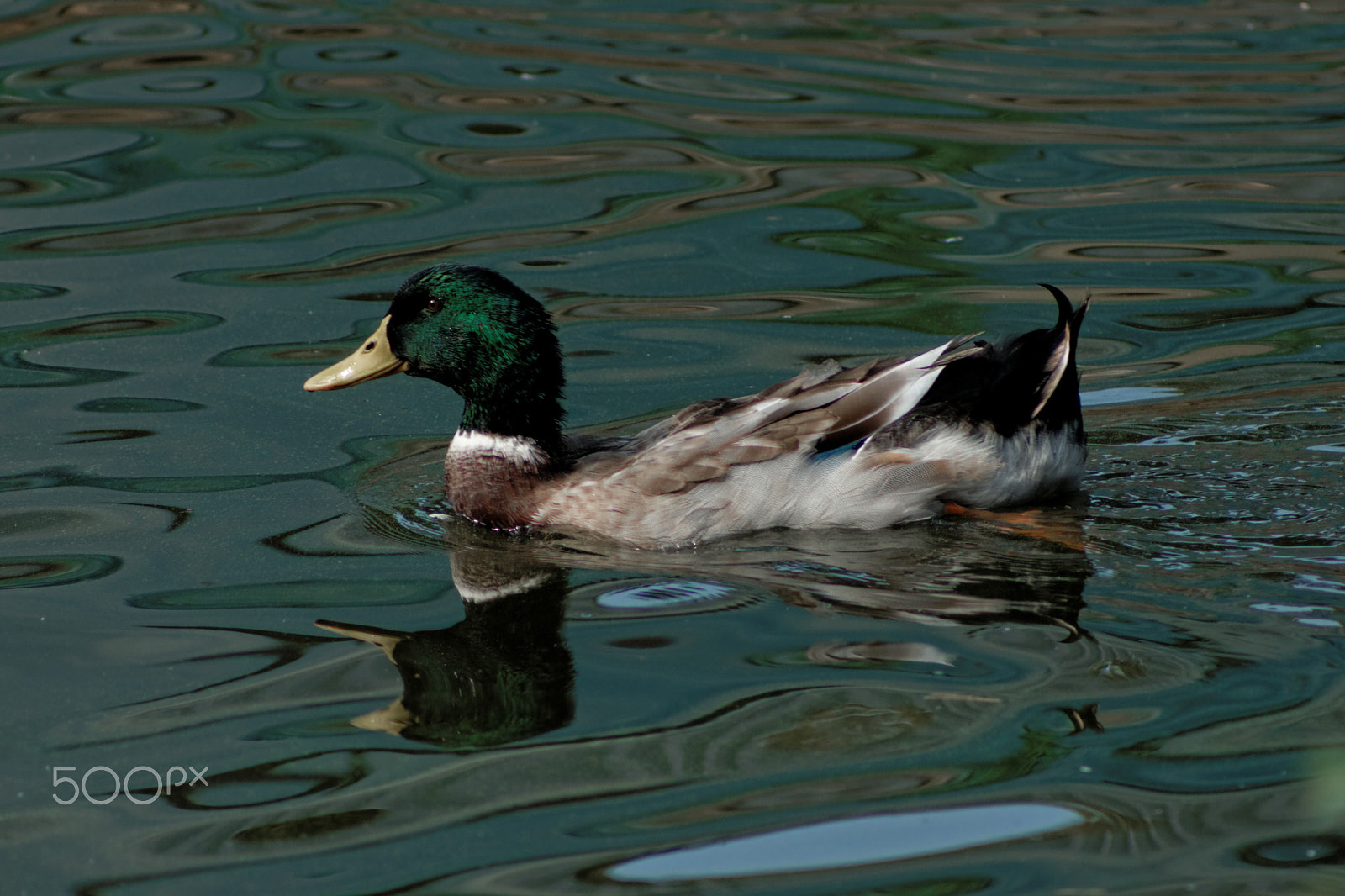 Canon EOS 400D (EOS Digital Rebel XTi / EOS Kiss Digital X) + EF75-300mm f/4-5.6 sample photo. Duck 2 photography