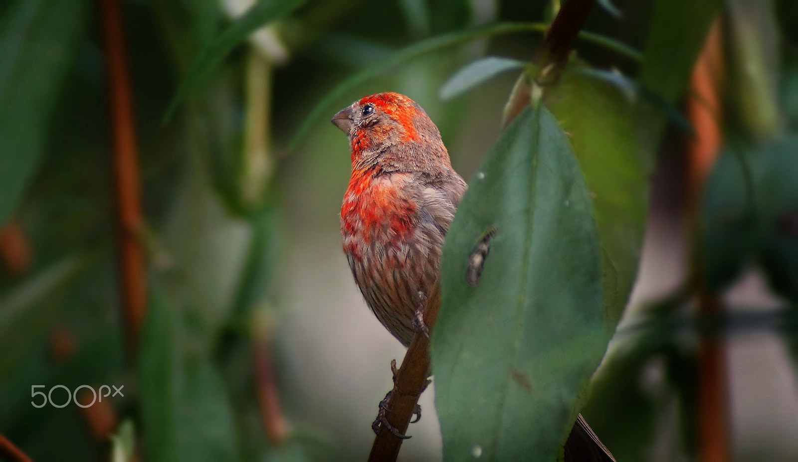 Sony SLT-A37 + Sony 75-300mm F4.5-5.6 sample photo. House finch photography