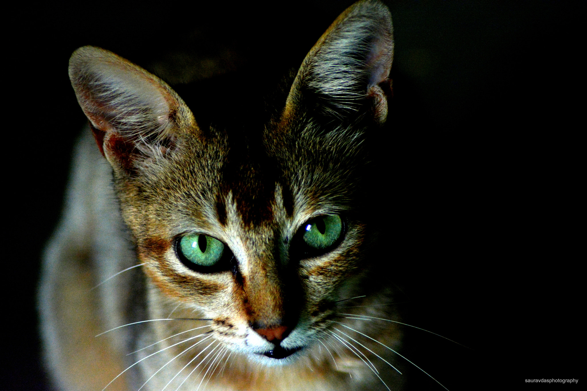 Nikon AF Nikkor 70-300mm F4-5.6G sample photo. Cat's eye photography