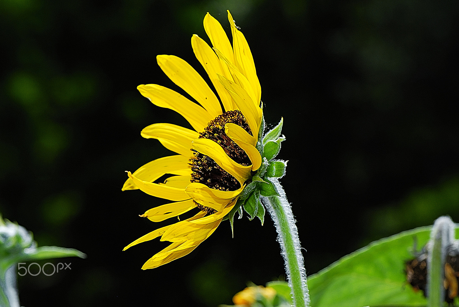 Nikon D200 + Nikon AF-S Micro-Nikkor 105mm F2.8G IF-ED VR sample photo. Whether facing?  the sun sunflower photography