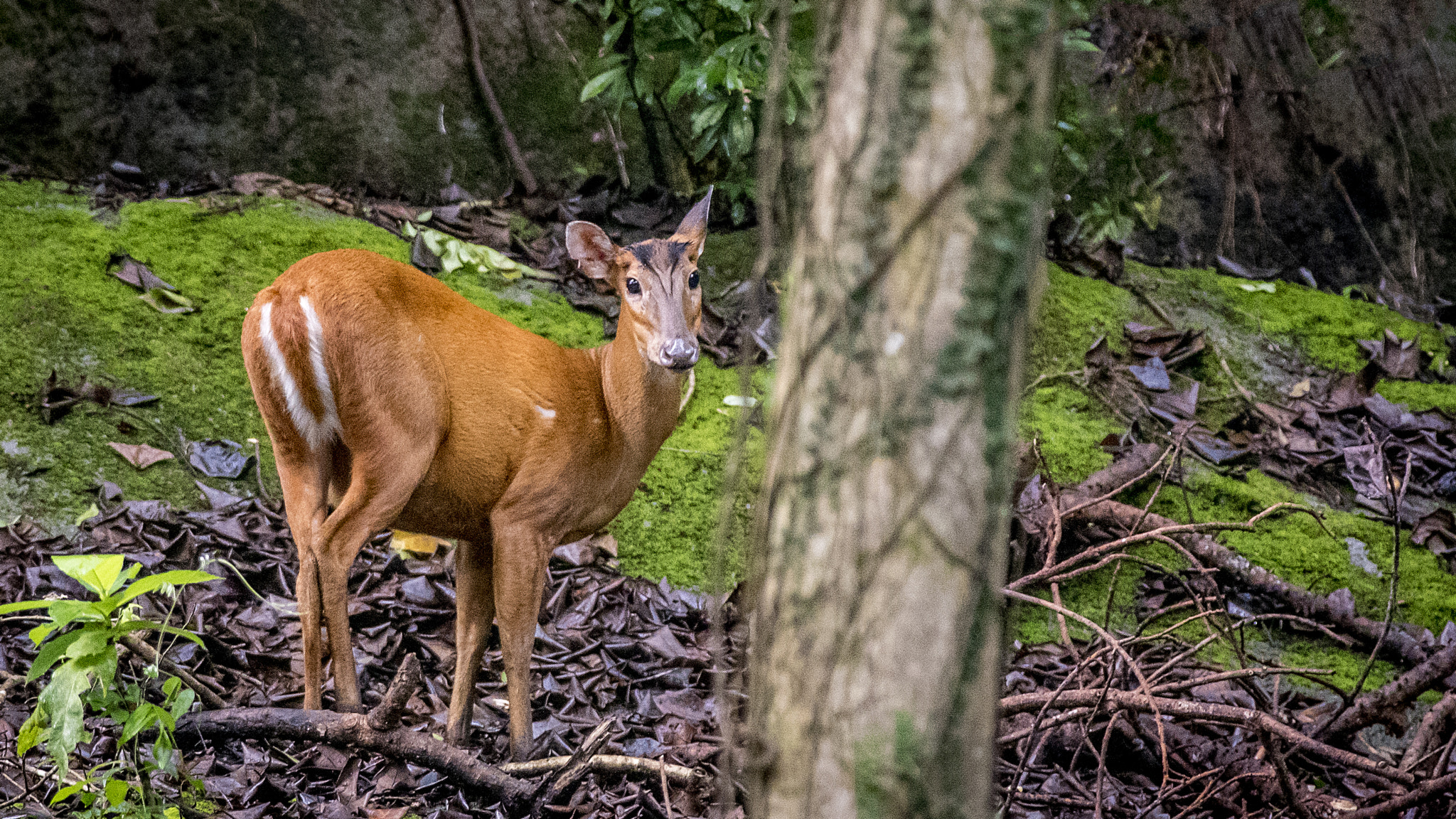 Nikon D750 + Nikon AF-S Nikkor 300mm F4D ED-IF sample photo. Barking deer in hong kong photography