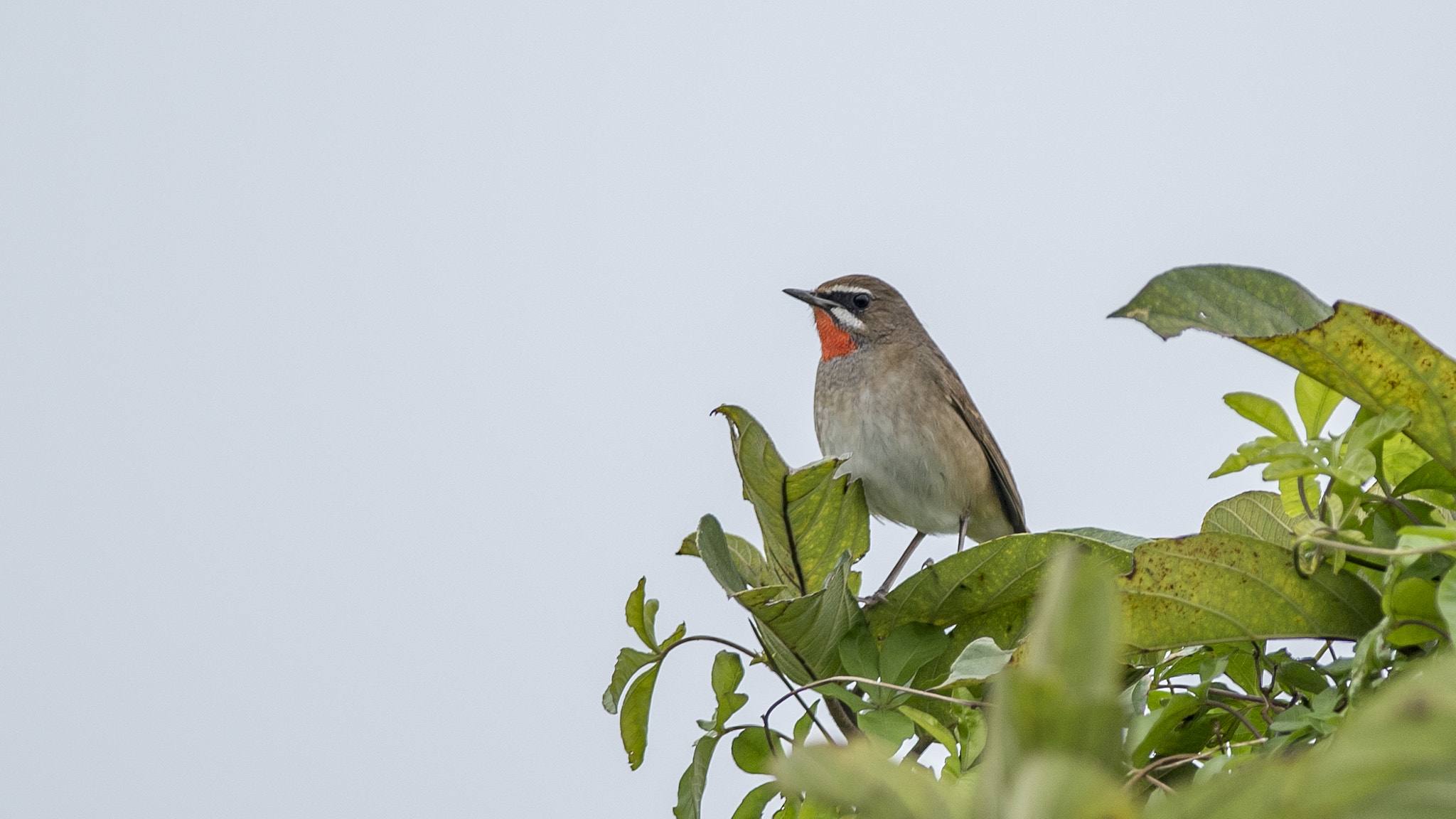 Nikon D750 + Nikon AF-S Nikkor 300mm F4D ED-IF sample photo. Siberian rubythroat in shek kong photography