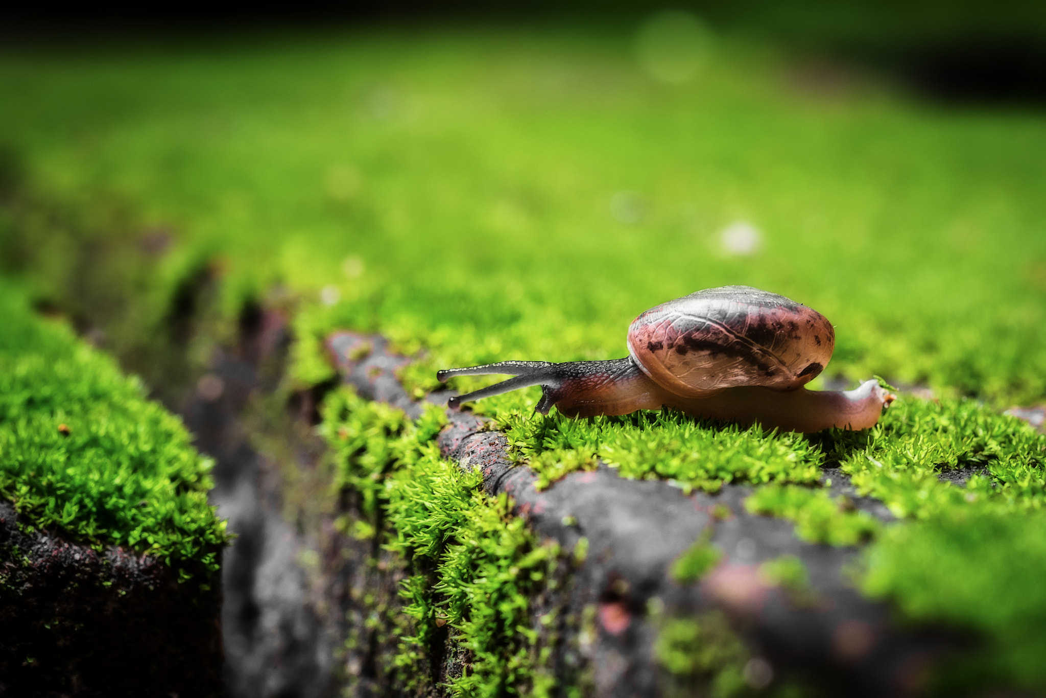 Fujifilm X-A1 + Fujifilm XF 60mm F2.4 R Macro sample photo. Macro of tiny snail crawling on moss photography