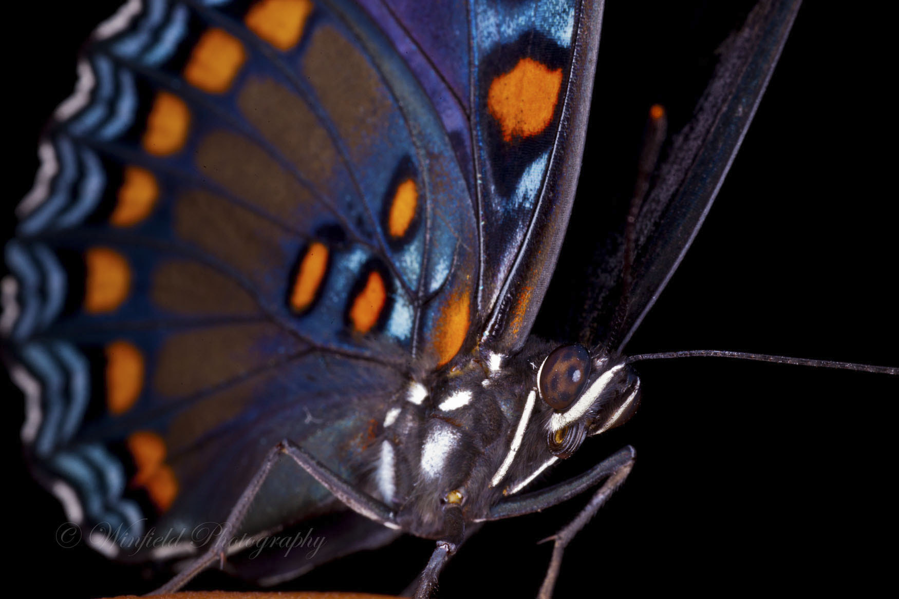 Sigma 50mm f/1.4 EX DG HSM + 1.4x sample photo. Black beautifly photography