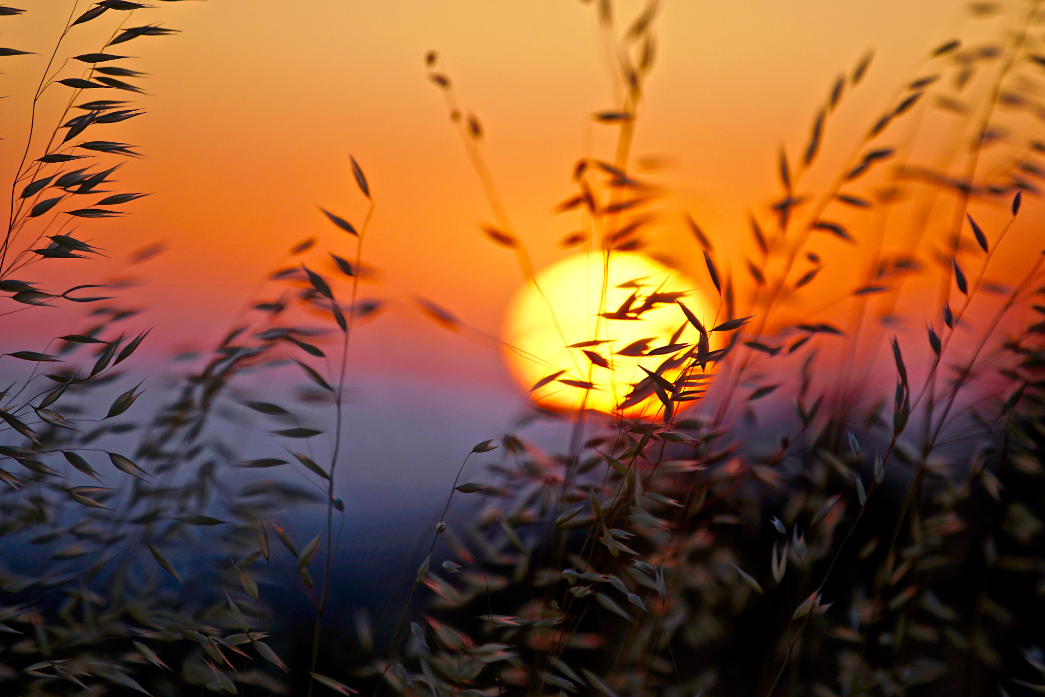 Canon EF Adapter sample photo. Sunset at long ridge, saratoga, ca photography