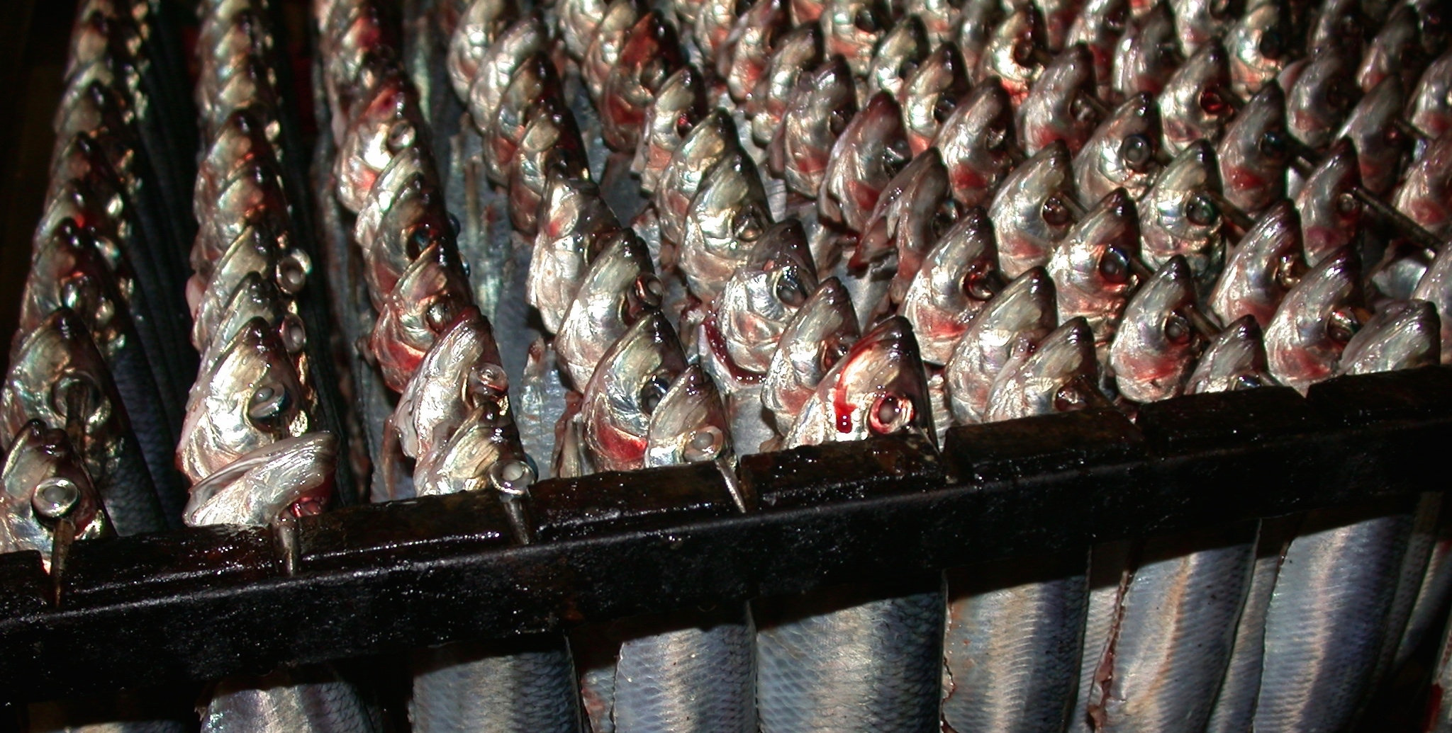 Nikon E995 sample photo. Fish photography