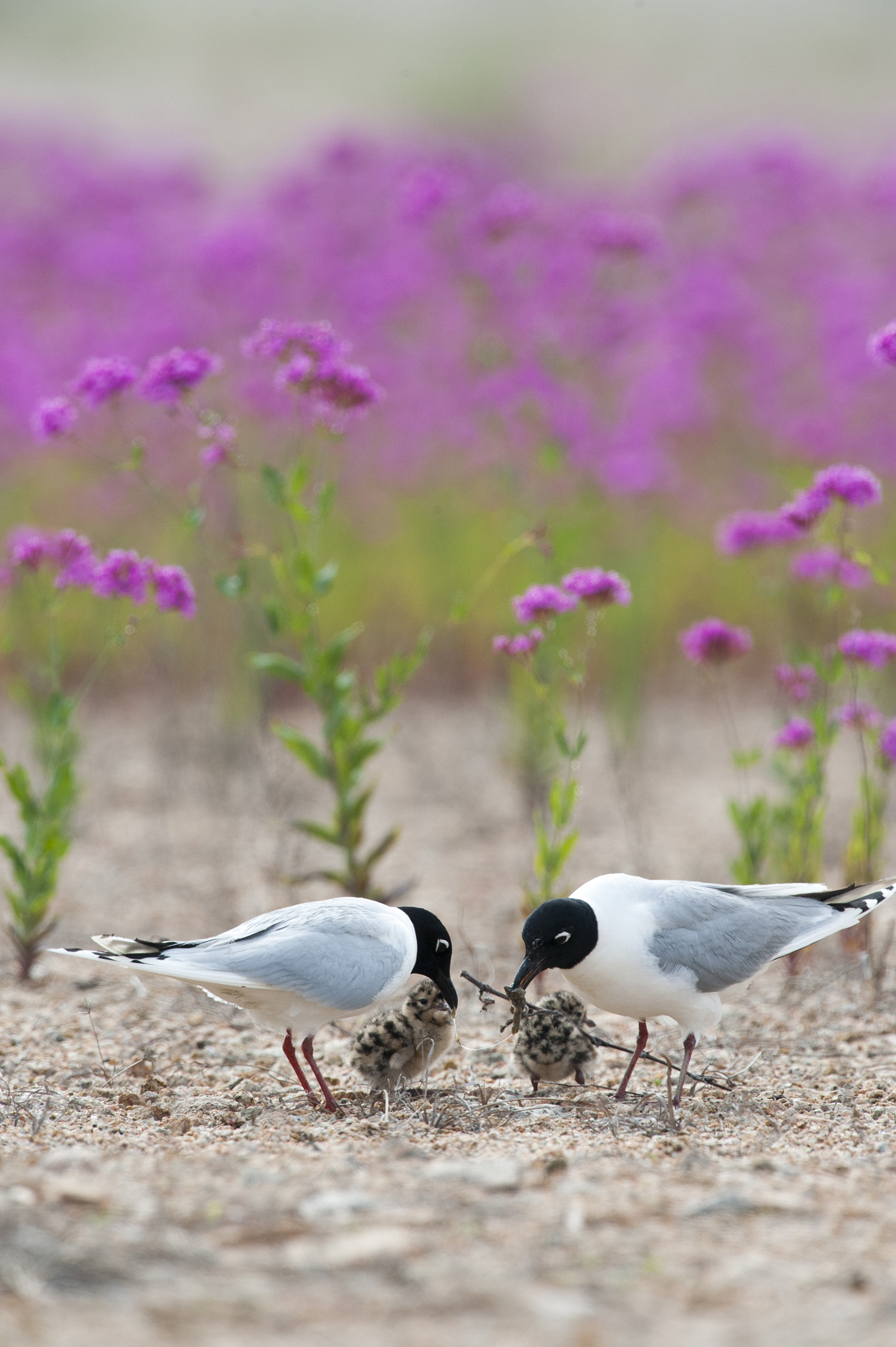 Nikon D3 sample photo. Larus saundersi photography