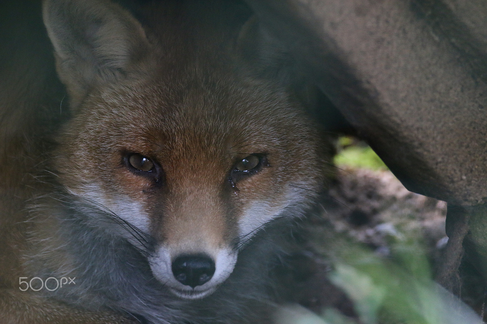 Sigma 150-600mm F5-6.3 DG OS HSM | C sample photo. Rotfuchs photography