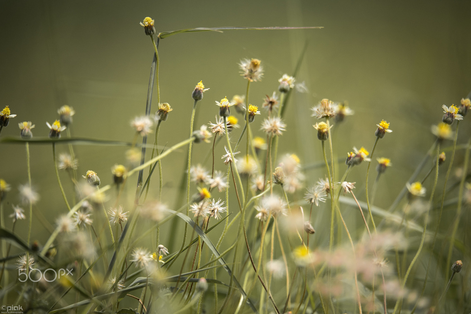150-600mm F5-6.3 DG OS HSM | Sports 014 sample photo. Bokeh telephoto photography