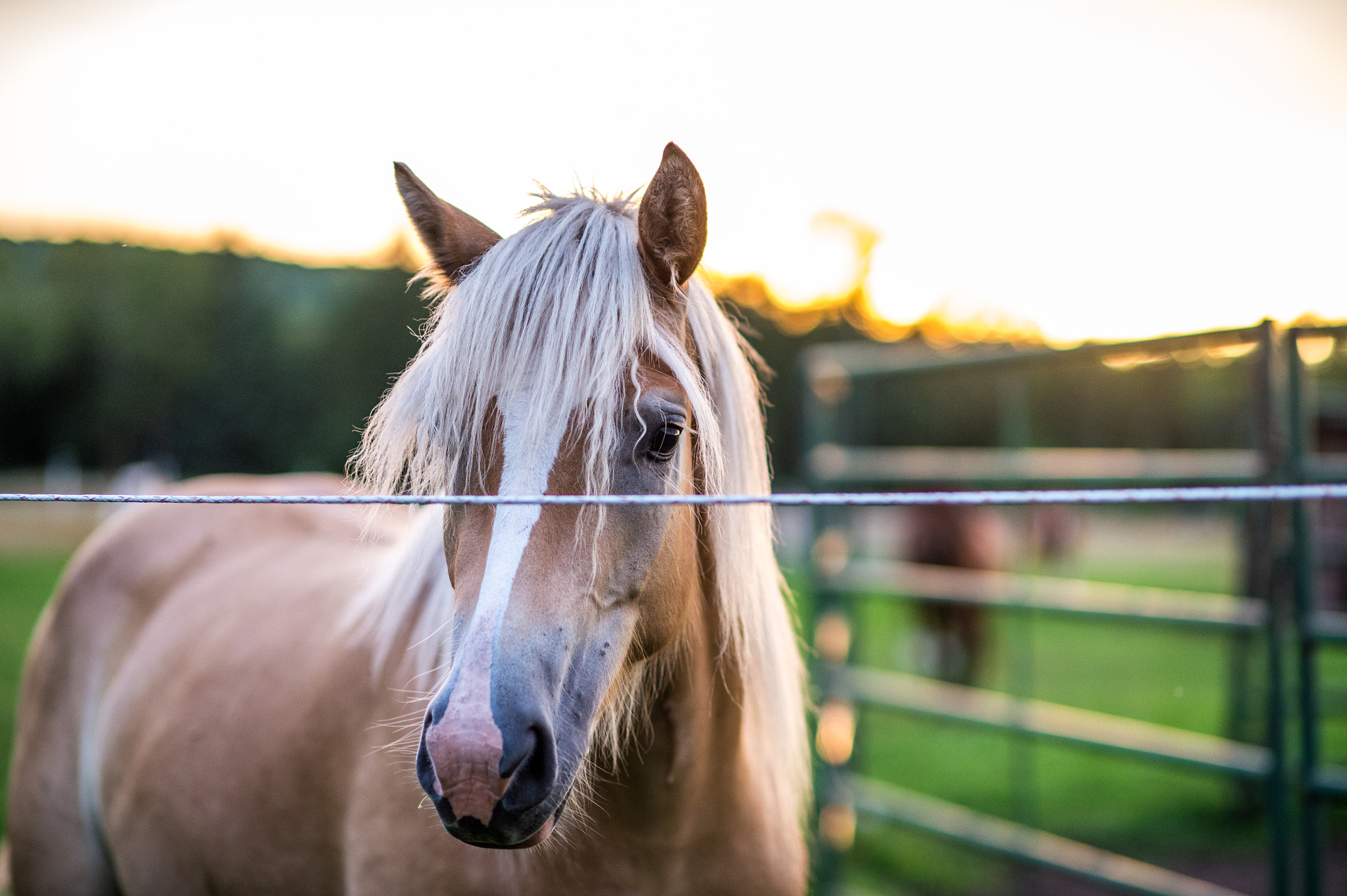 Nikon Df + Nikon AF-S Nikkor 85mm F1.4G sample photo. Horse photography
