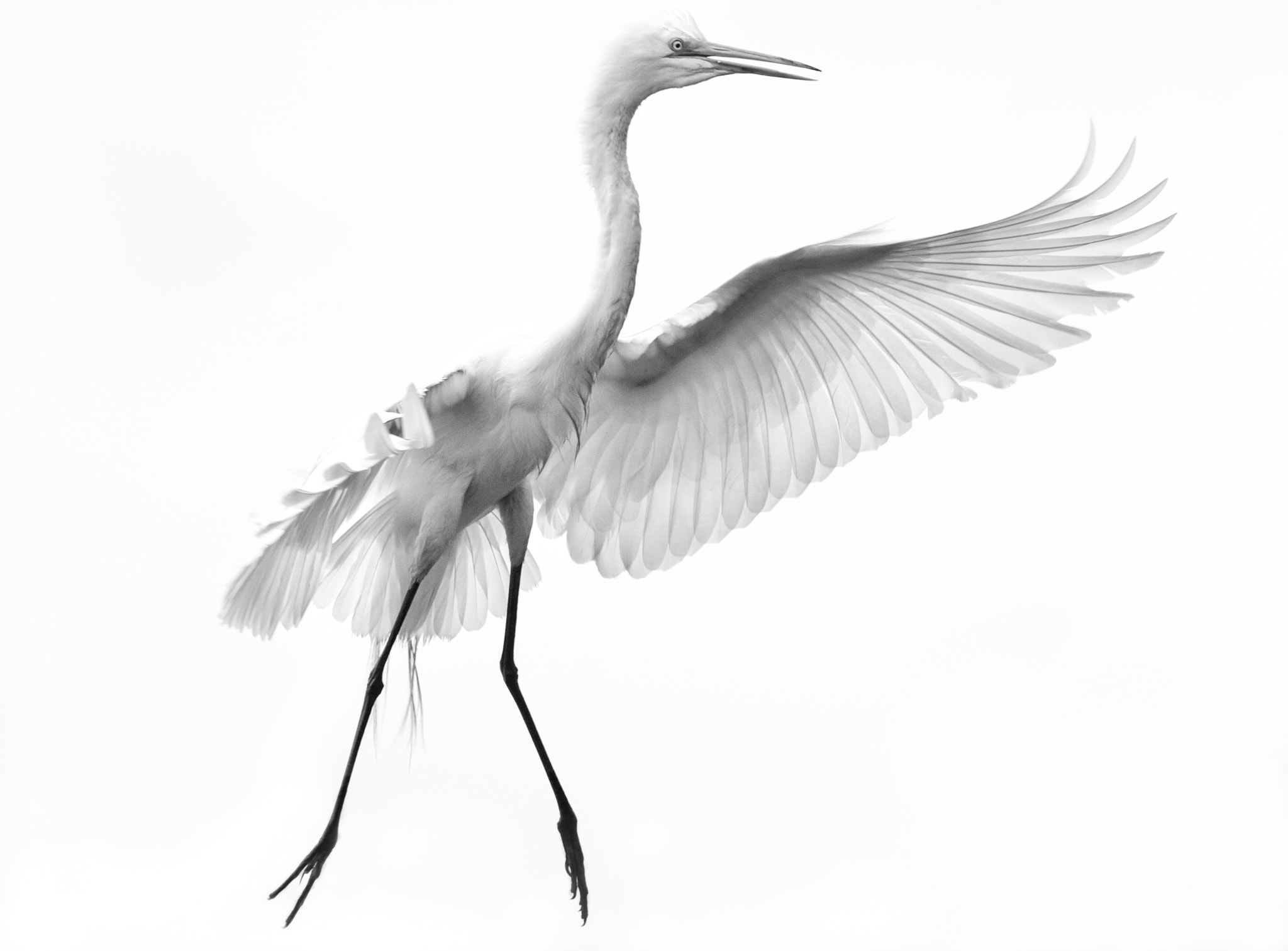 Nikon D300S sample photo. Great egret in flight photography