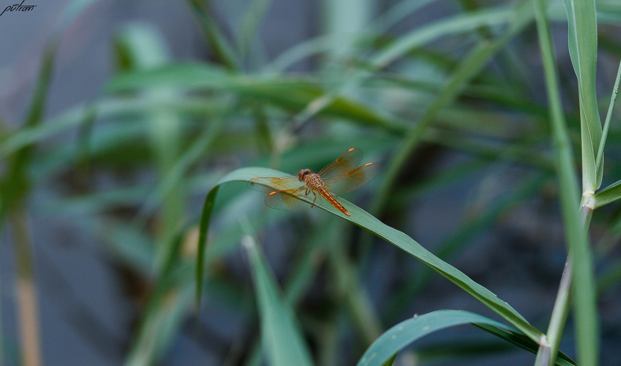 Canon EOS 400D (EOS Digital Rebel XTi / EOS Kiss Digital X) sample photo. Dragonfly photography