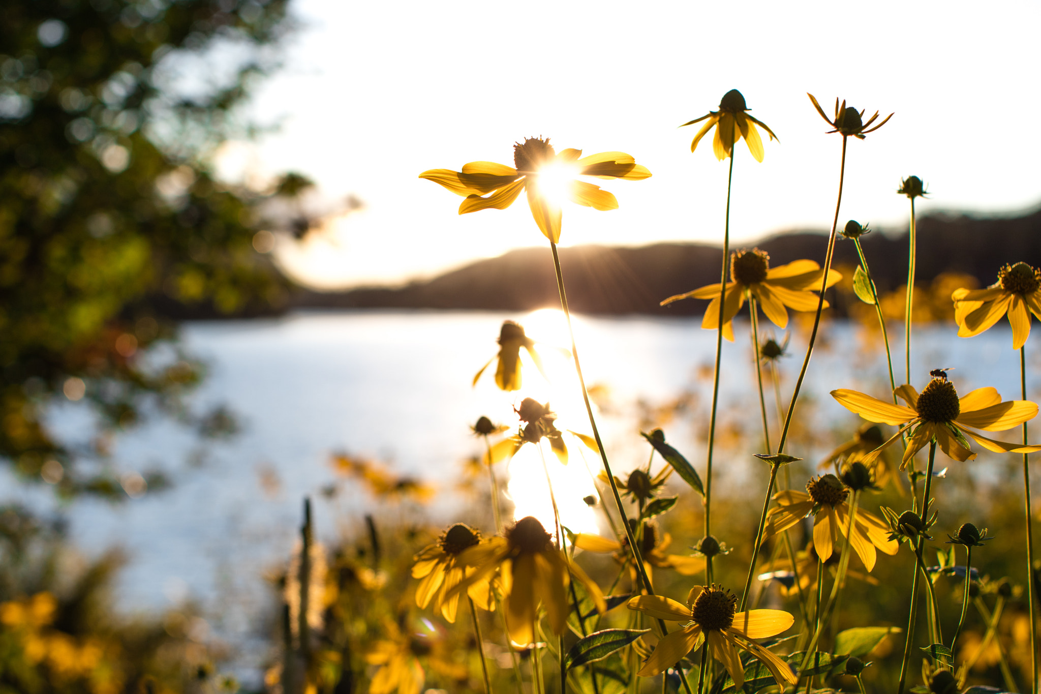 Canon EOS 5DS R + Canon EF 50mm F1.2L USM sample photo. Atomic petals photography