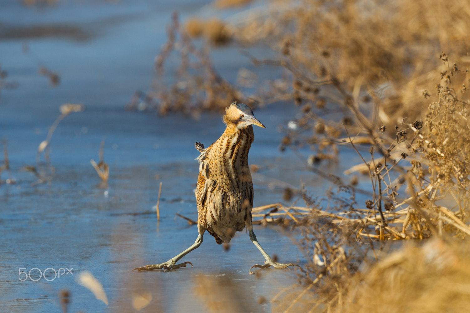 Canon EF 500mm F4L IS USM sample photo. Do not scare me——eurasian bittern photography