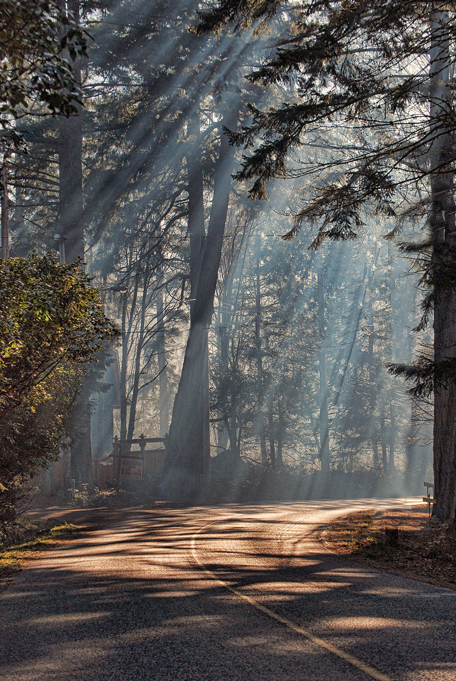 Nikon D80 sample photo. Morning has broken lynne kelman photography
