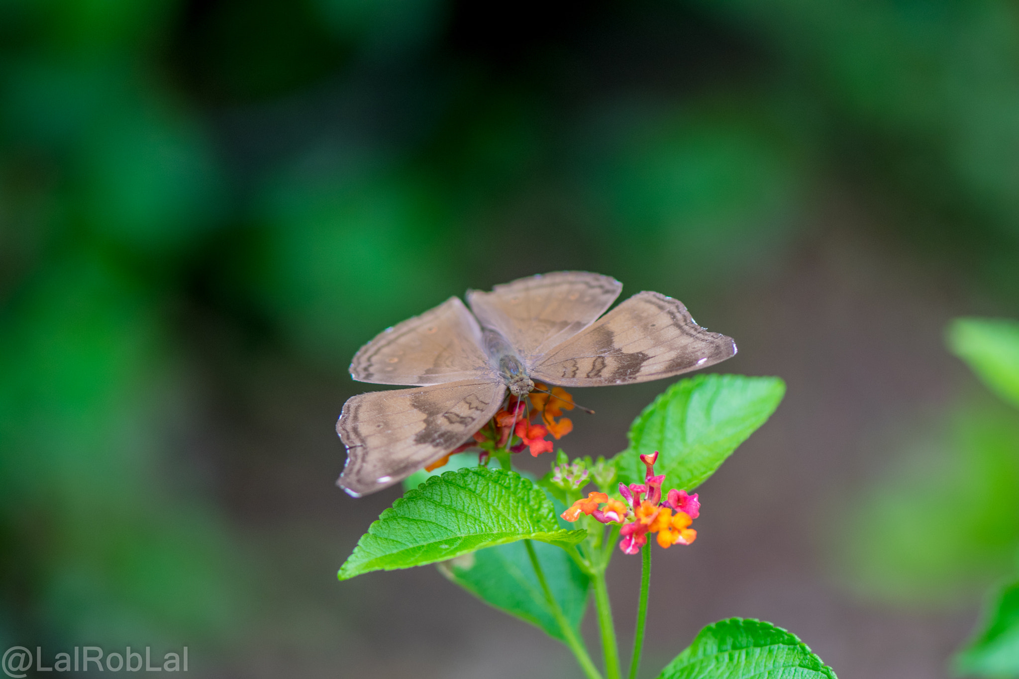 Nikon AF-S Micro-Nikkor 105mm F2.8G IF-ED VR sample photo. Butterfly photography