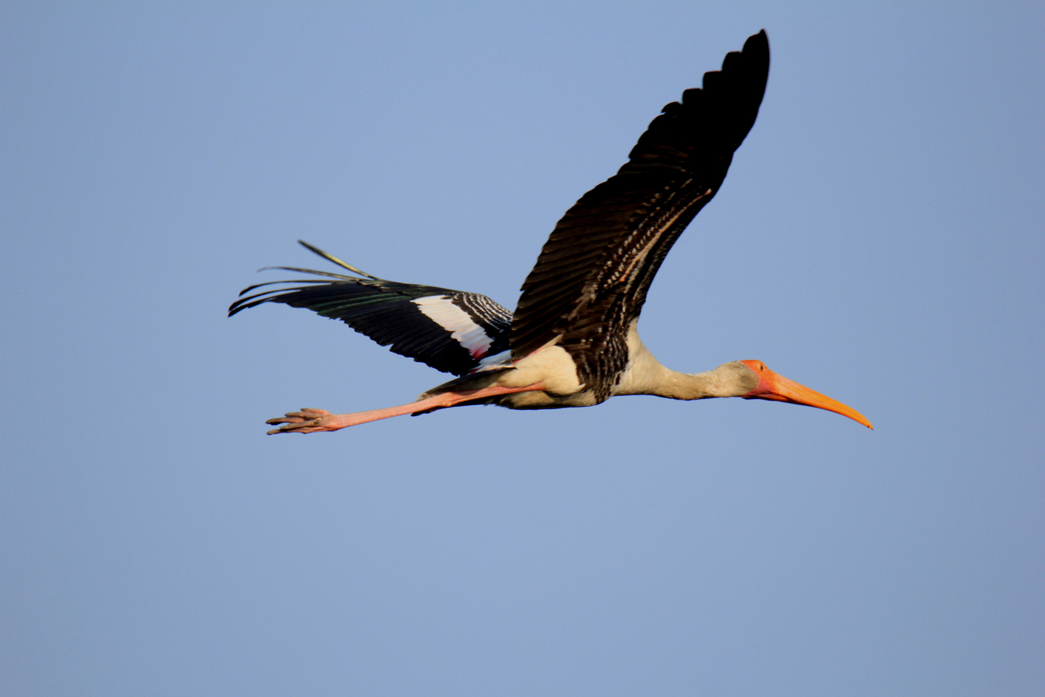 Tamron SP 150-600mm F5-6.3 Di VC USD sample photo. The flight photography