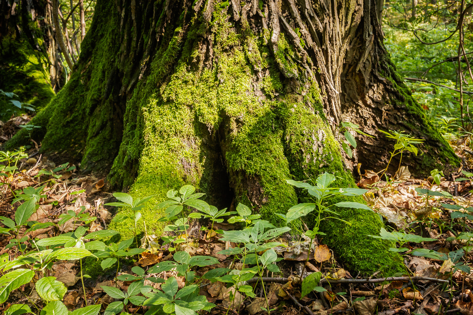 Olympus OM-D E-M10 + OLYMPUS M.12-50mm F3.5-6.3 sample photo. Мoss and tree roots photography