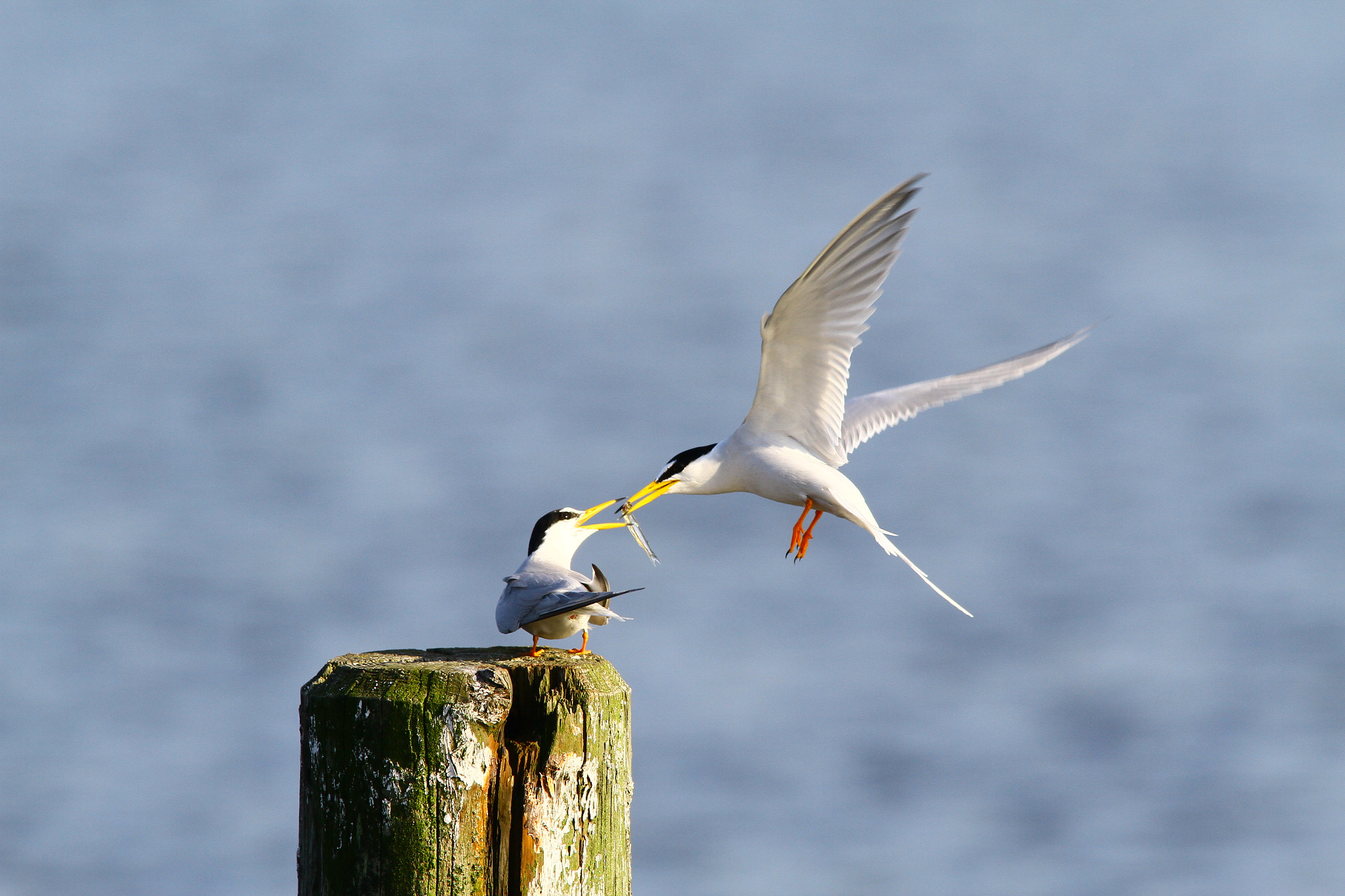Canon EF 300mm f/2.8L + 1.4x sample photo. Present success photography