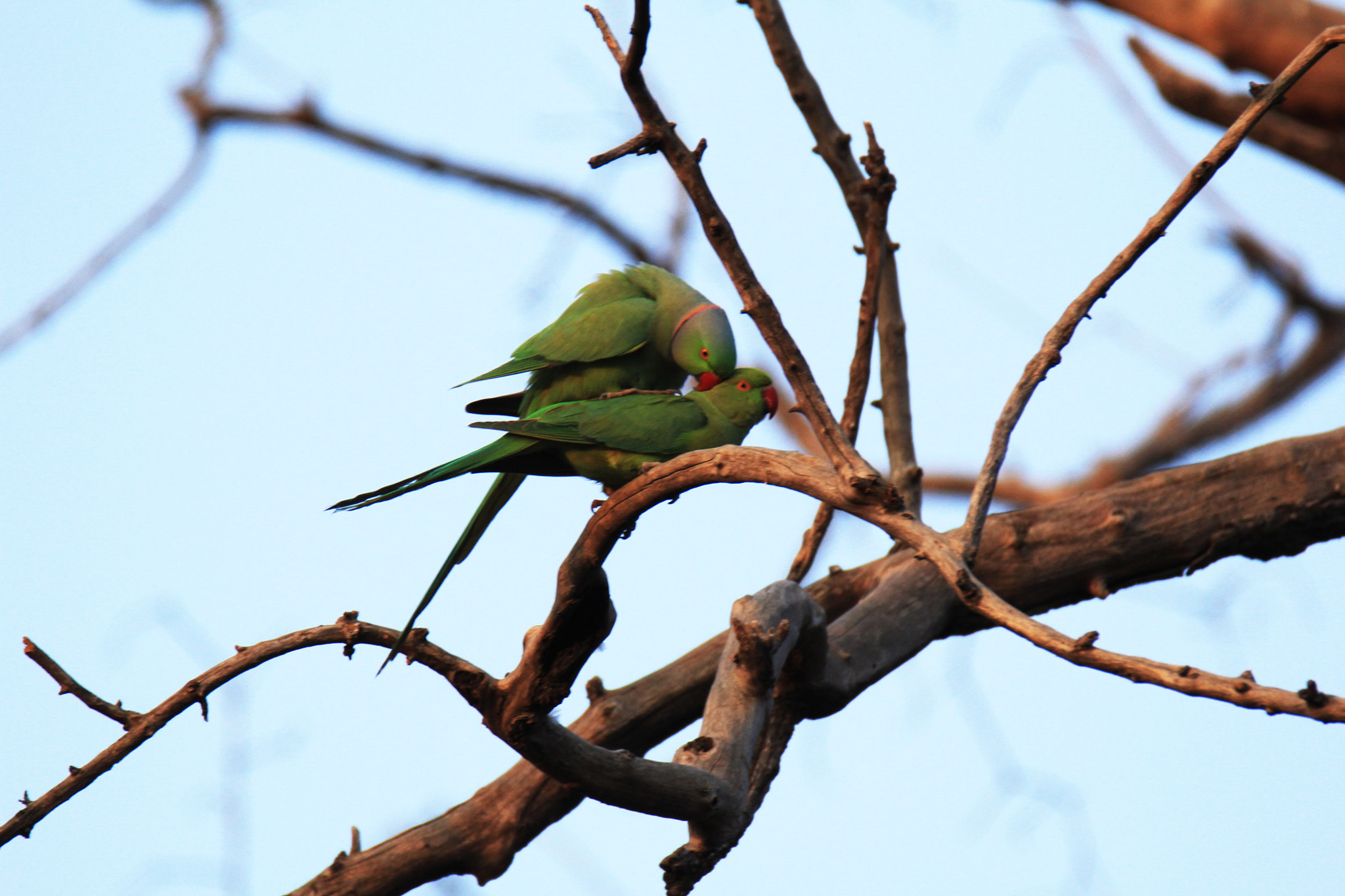 Canon EOS 60D + Tamron SP 150-600mm F5-6.3 Di VC USD sample photo. Mating of rose ringed parakeet photography