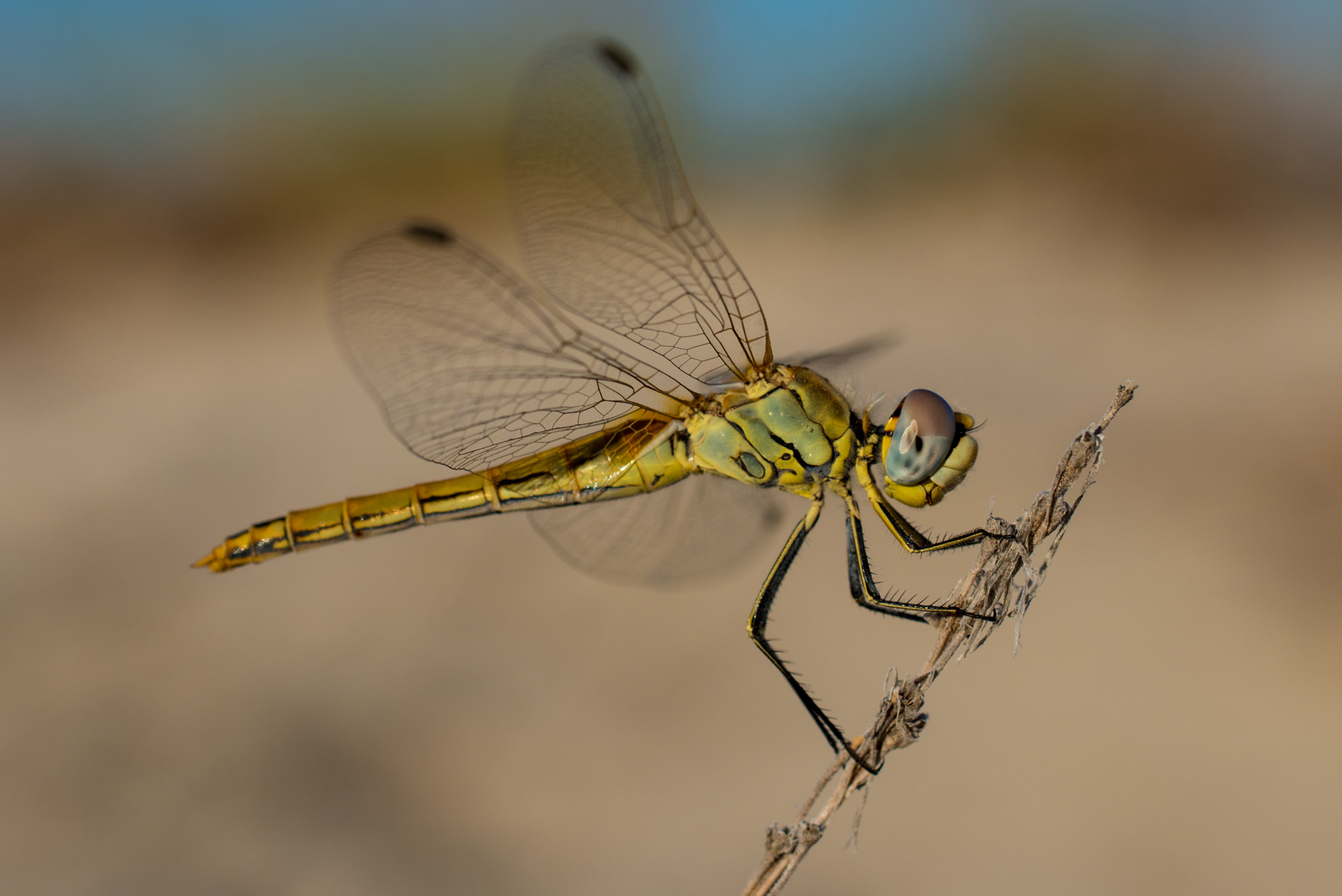 Sigma 50mm F2.8 EX DG Macro sample photo. Dragonfly photography
