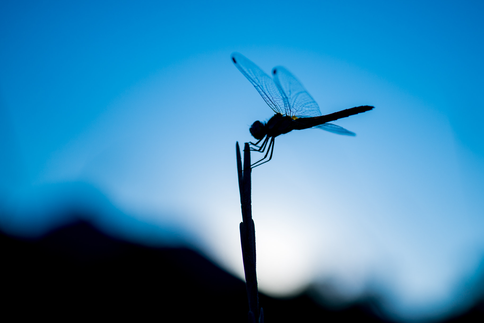 Nikon D800 + Sigma 50mm F2.8 EX DG Macro sample photo. Dragonfly silhouette photography