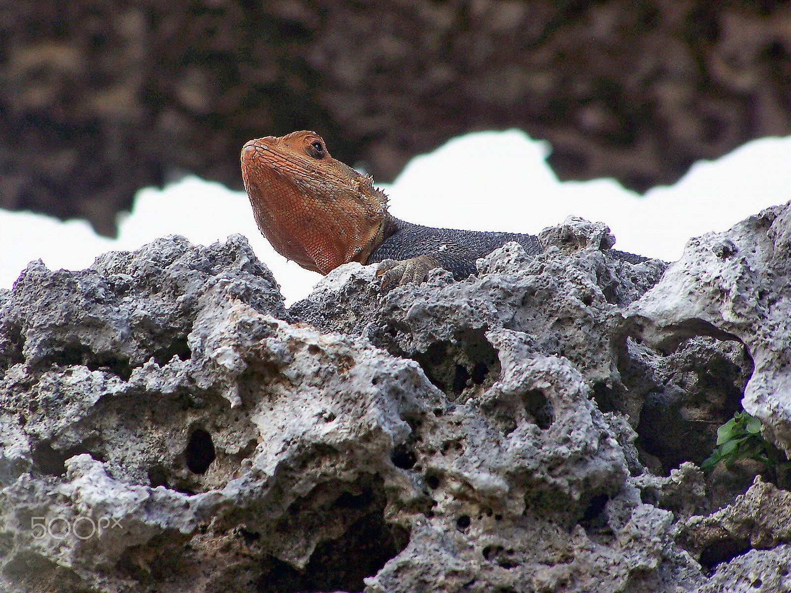 Kodak DX7590 ZOOM DIGITAL CAMERA sample photo. Lizards and coral photography