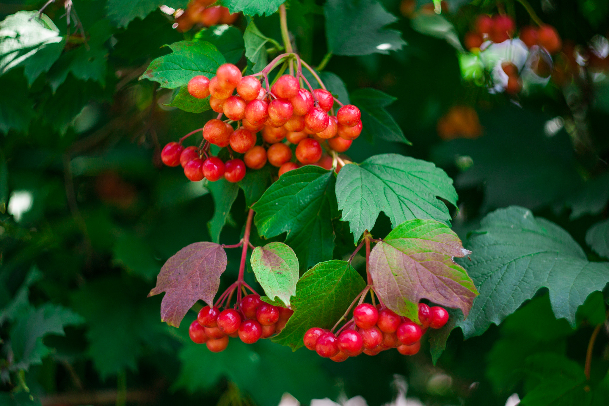 Canon EF 35-80mm f/4-5.6 sample photo. Калина photography