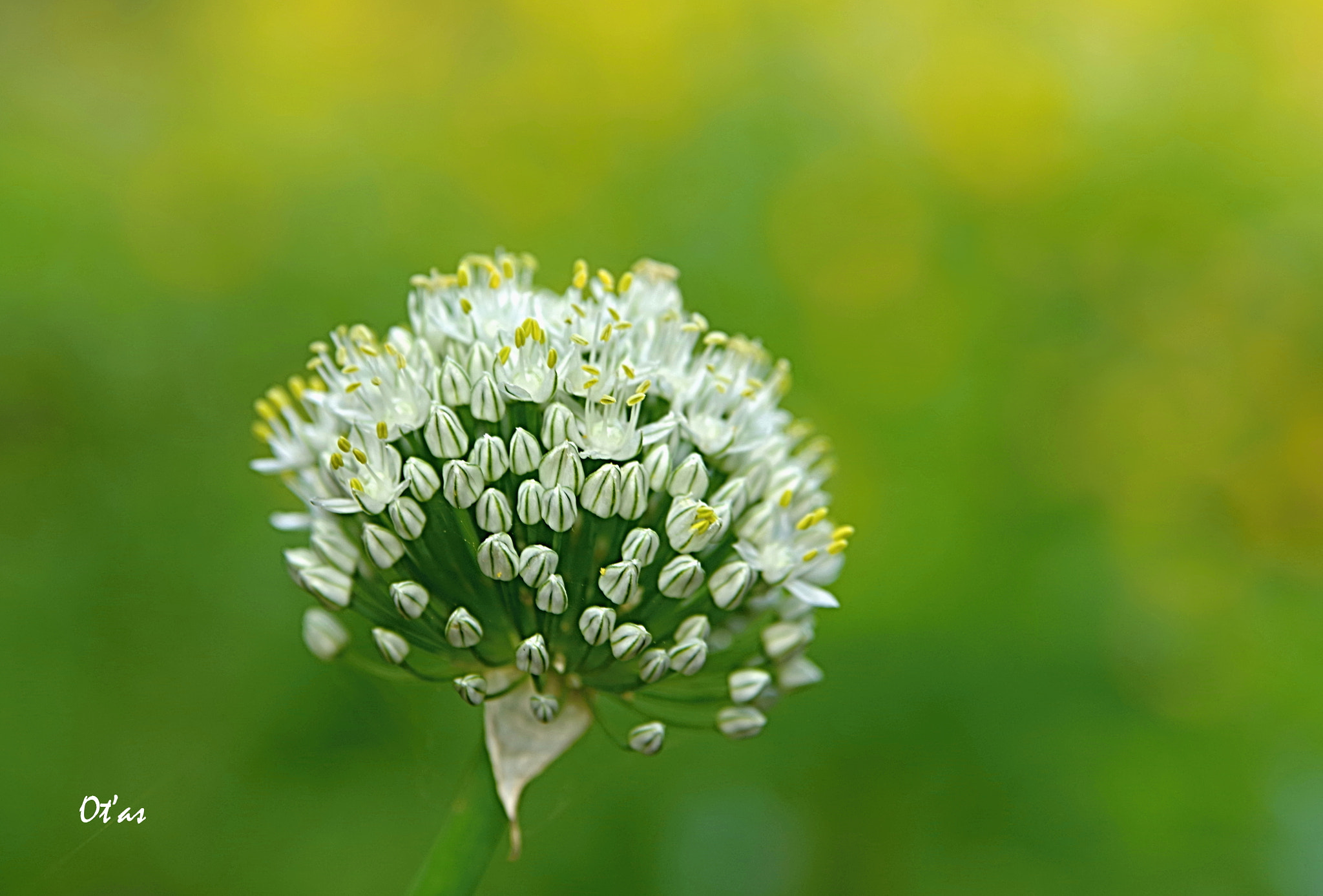 Pentax K-1 sample photo. Flower photography