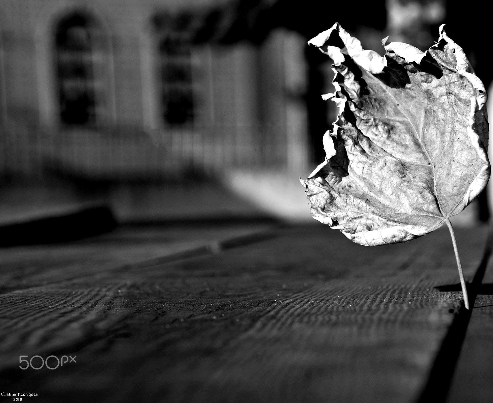 Nikon D40X sample photo. The dancing leaf photography