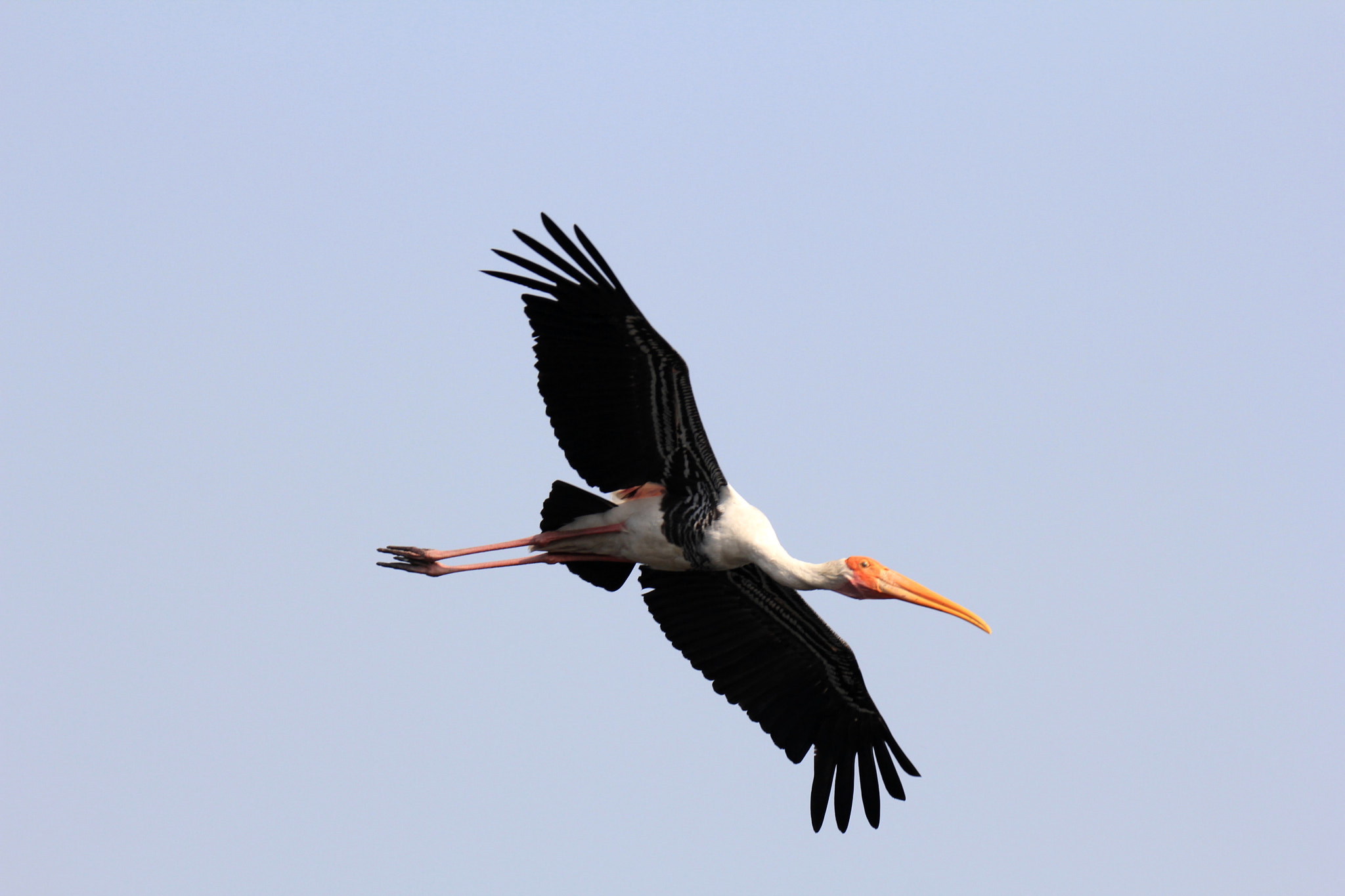 Tamron SP 150-600mm F5-6.3 Di VC USD sample photo. The flight 1 photography