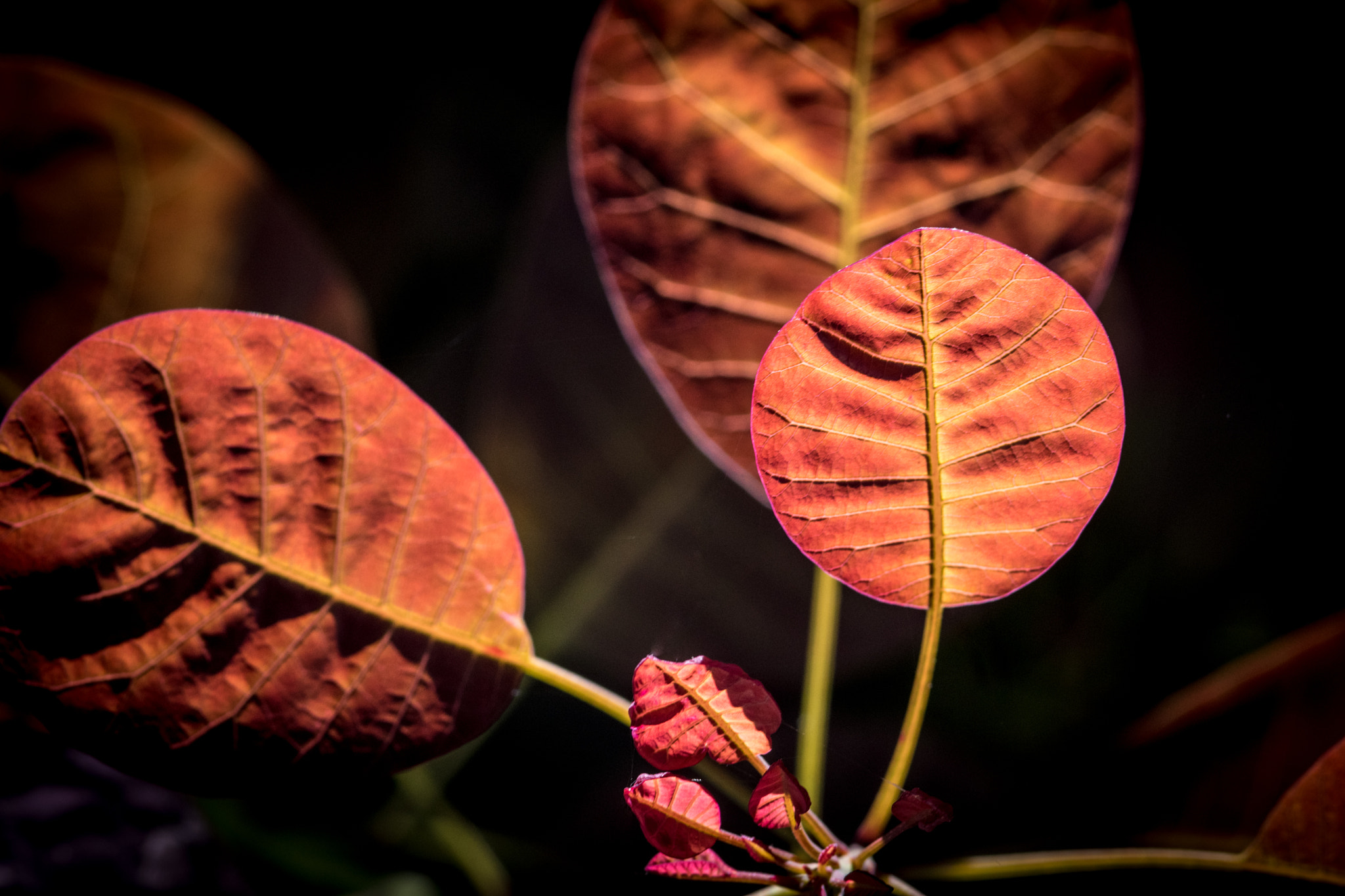 Nikon AF-S Micro-Nikkor 105mm F2.8G IF-ED VR sample photo. Inside light photography