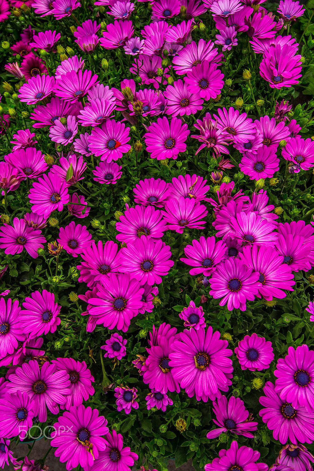 Canon EF-S 10-22mm F3.5-4.5 USM sample photo. Fuchsia.jpg photography