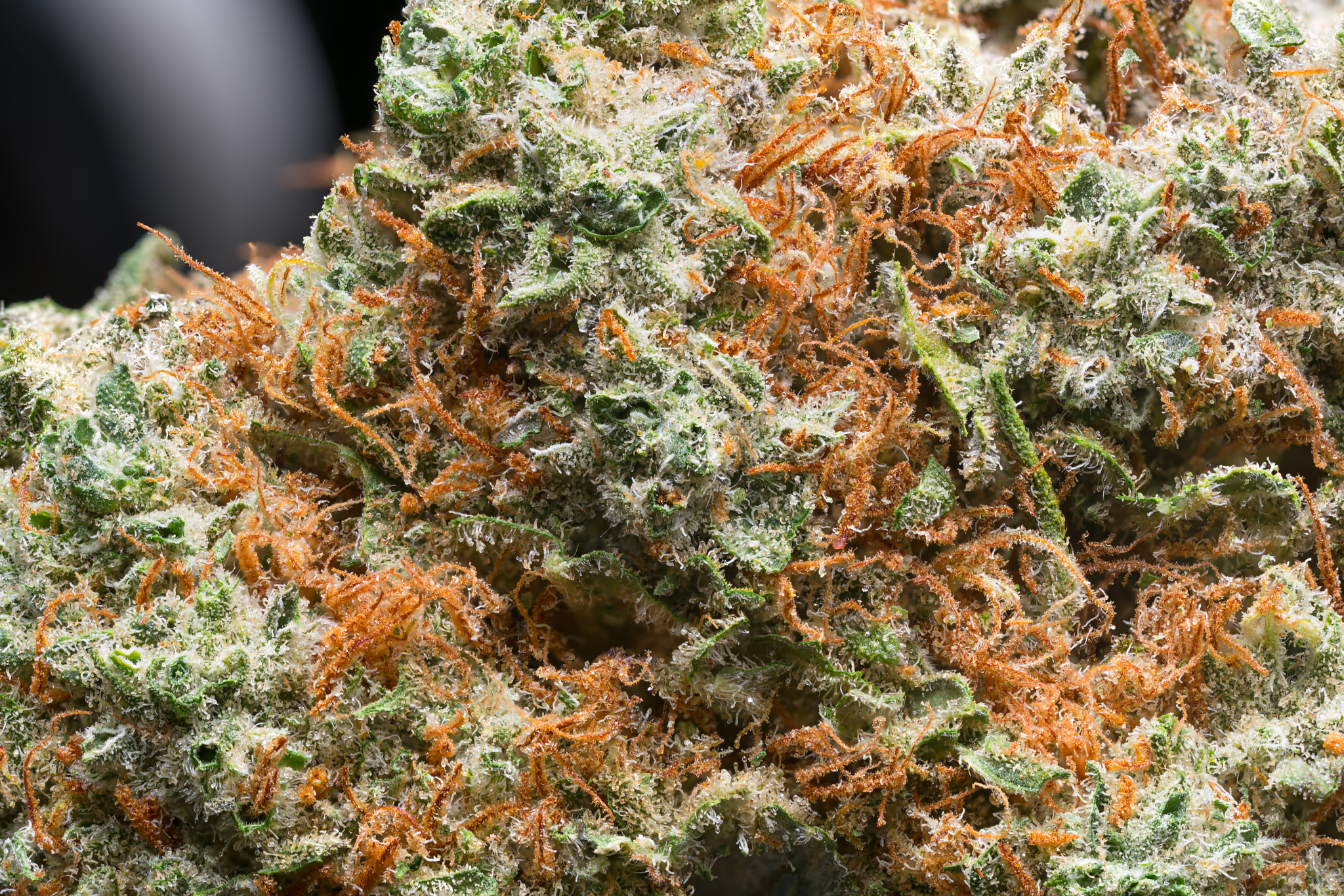 Canon MP-E 65mm F2.5 1-5x Macro Photo sample photo. What cannabis looks like photography