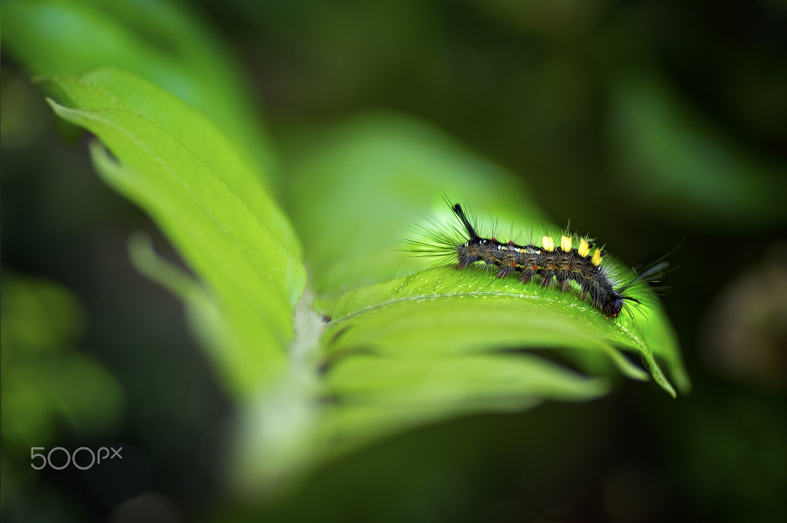 Pentax K-3 + Tamron SP AF 90mm F2.8 Di Macro sample photo. Caterpillar photography