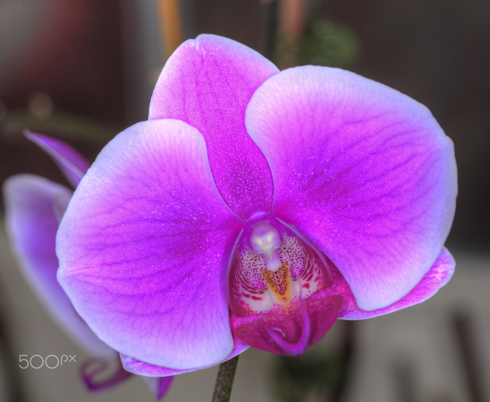 Canon EOS 5DS + Canon EF 100mm F2.8L Macro IS USM sample photo. Blooming orchid photography