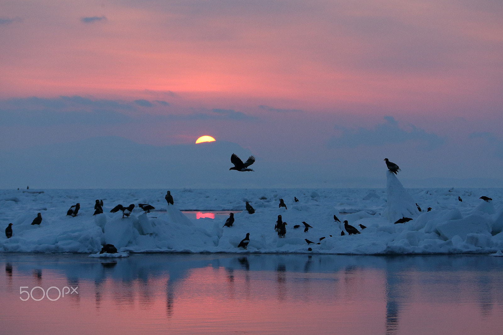 Canon EOS-1D X sample photo. Sunrise at floating ice pack photography
