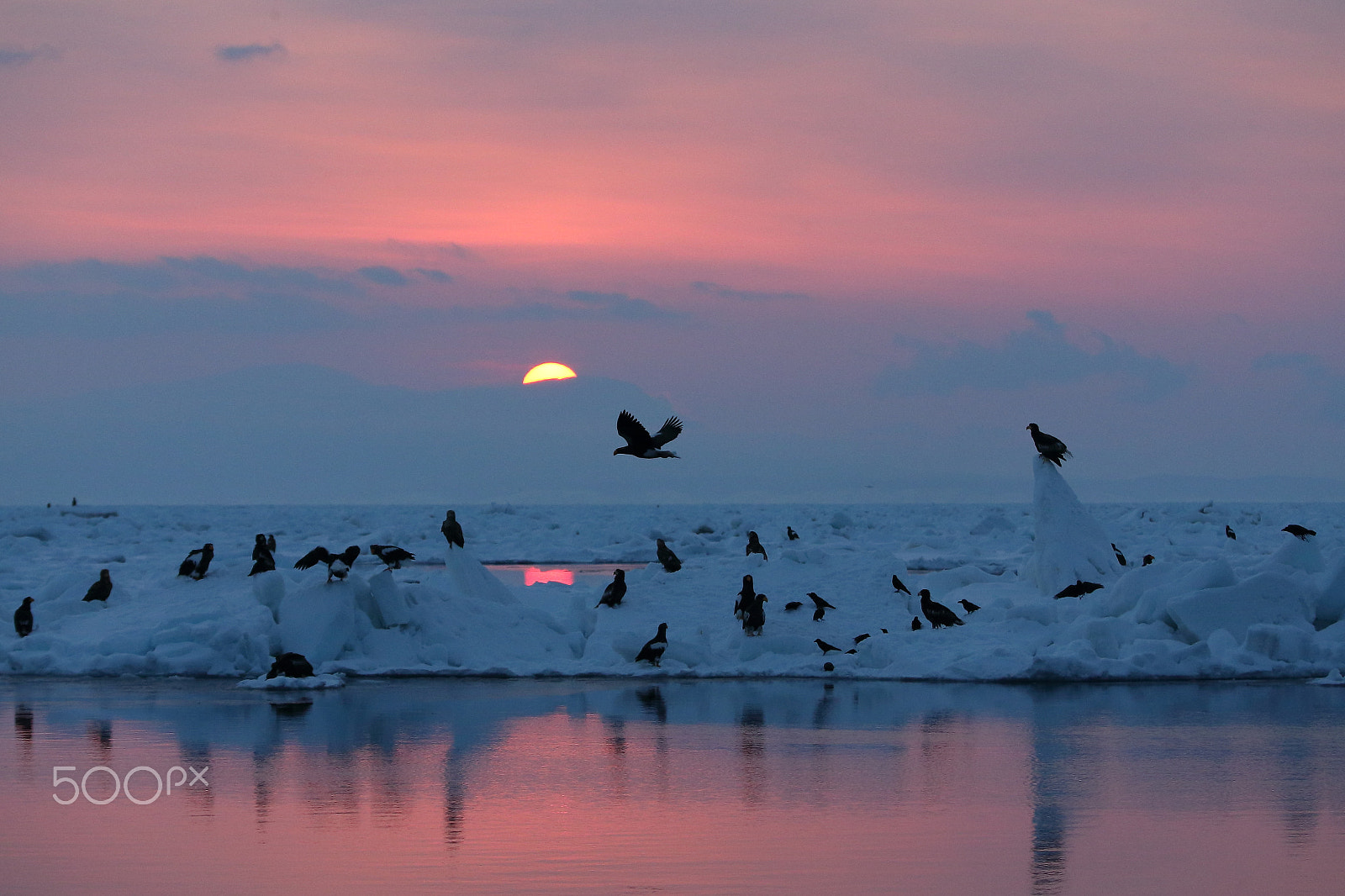 Canon EF 70-200mm F2.8L IS II USM sample photo. Sunrise at floating ice pack photography