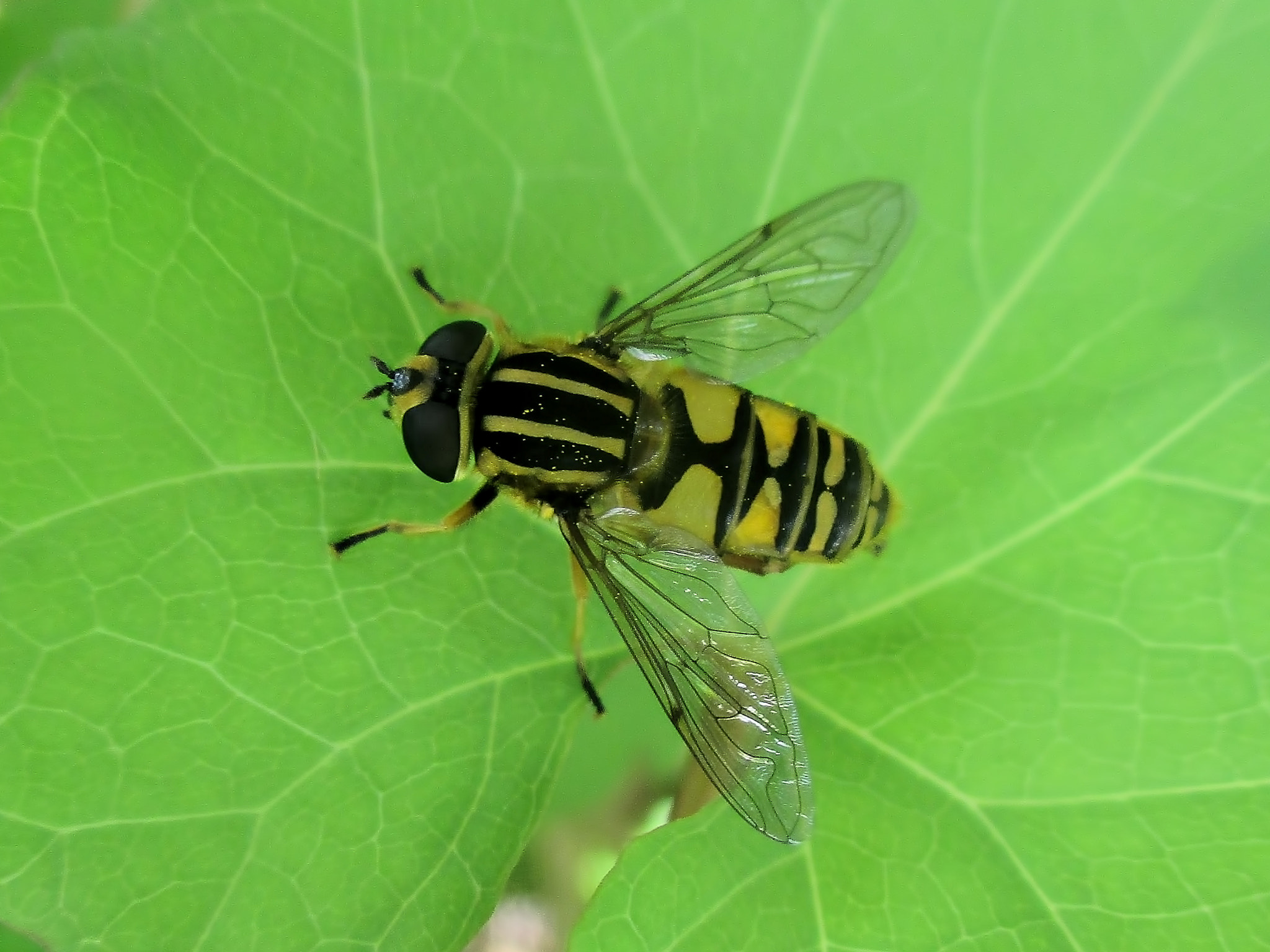 Canon PowerShot ELPH 140 IS (IXUS 150 / IXY 130) sample photo. Hoverfly (eupeodes corollae) photography