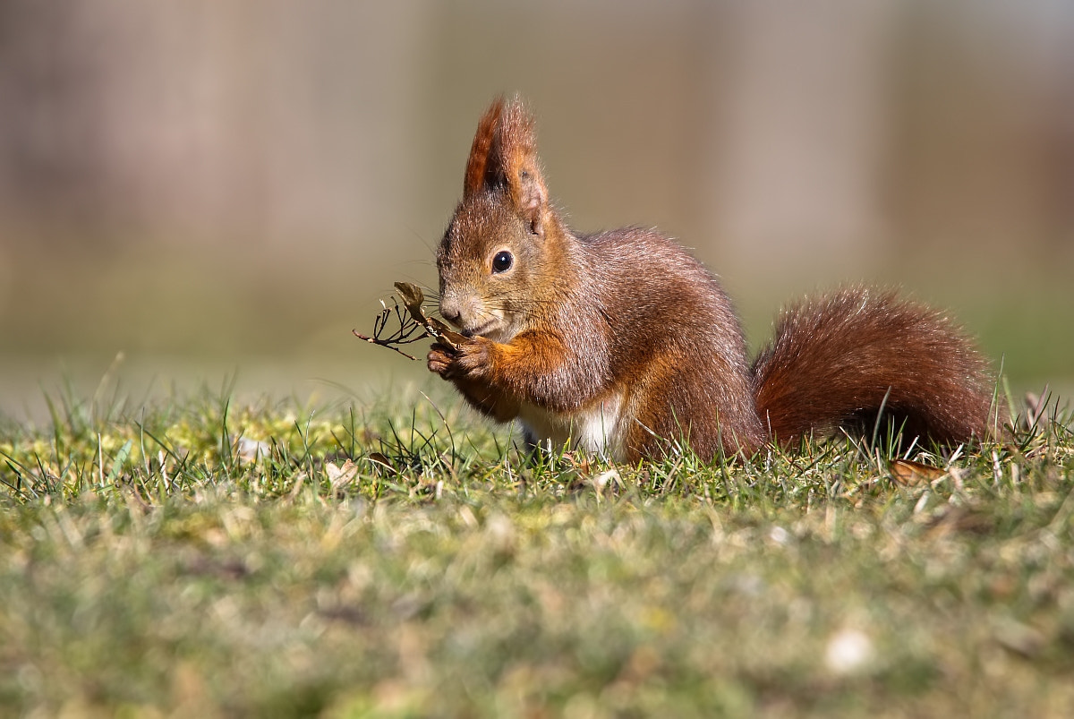 Tamron SP 150-600mm F5-6.3 Di VC USD sample photo. ***squirrel / eichhörnchen*** photography
