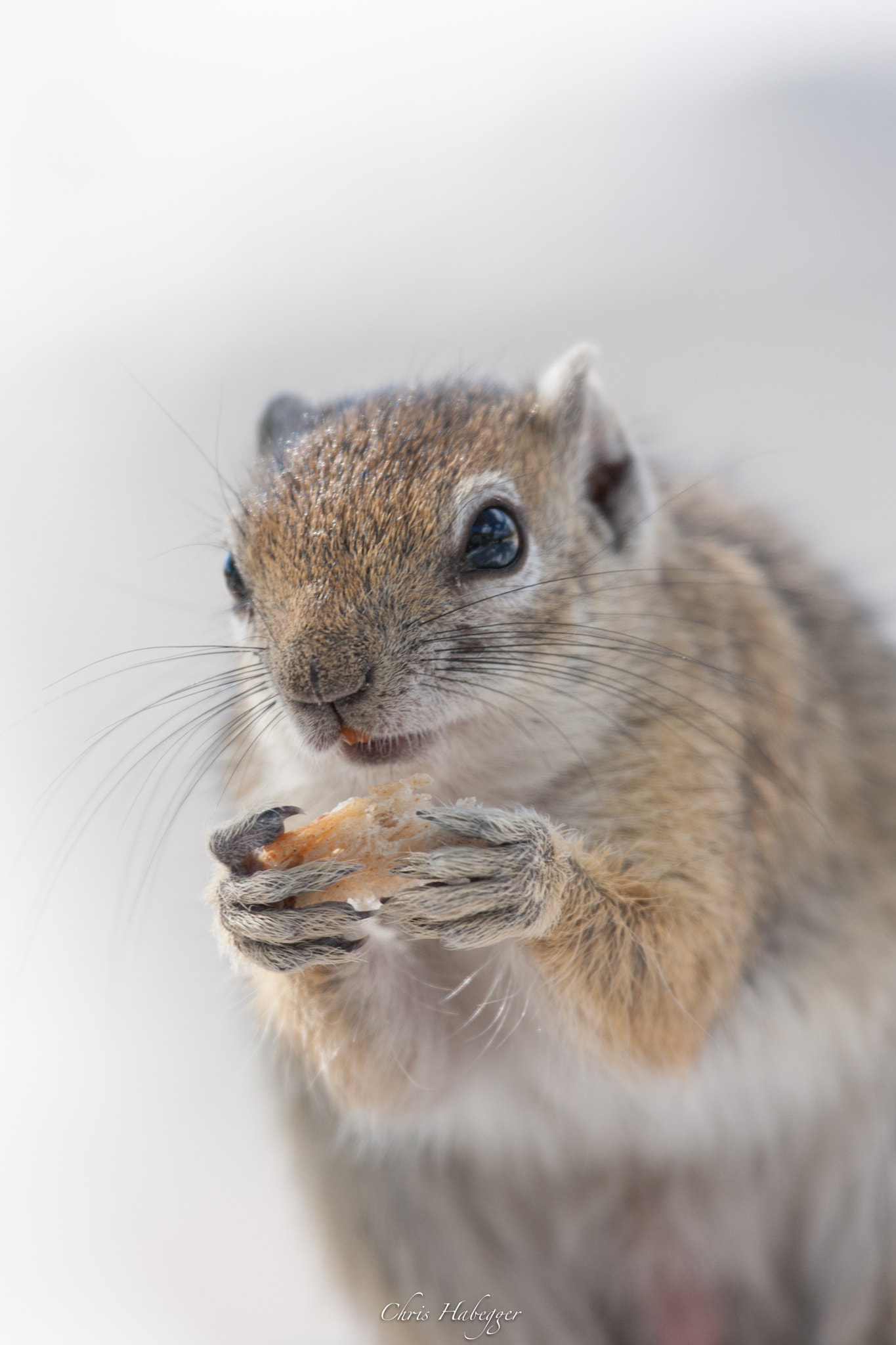 Canon EOS 40D + Canon EF 100-400mm F4.5-5.6L IS USM sample photo. Ground squirrel photography