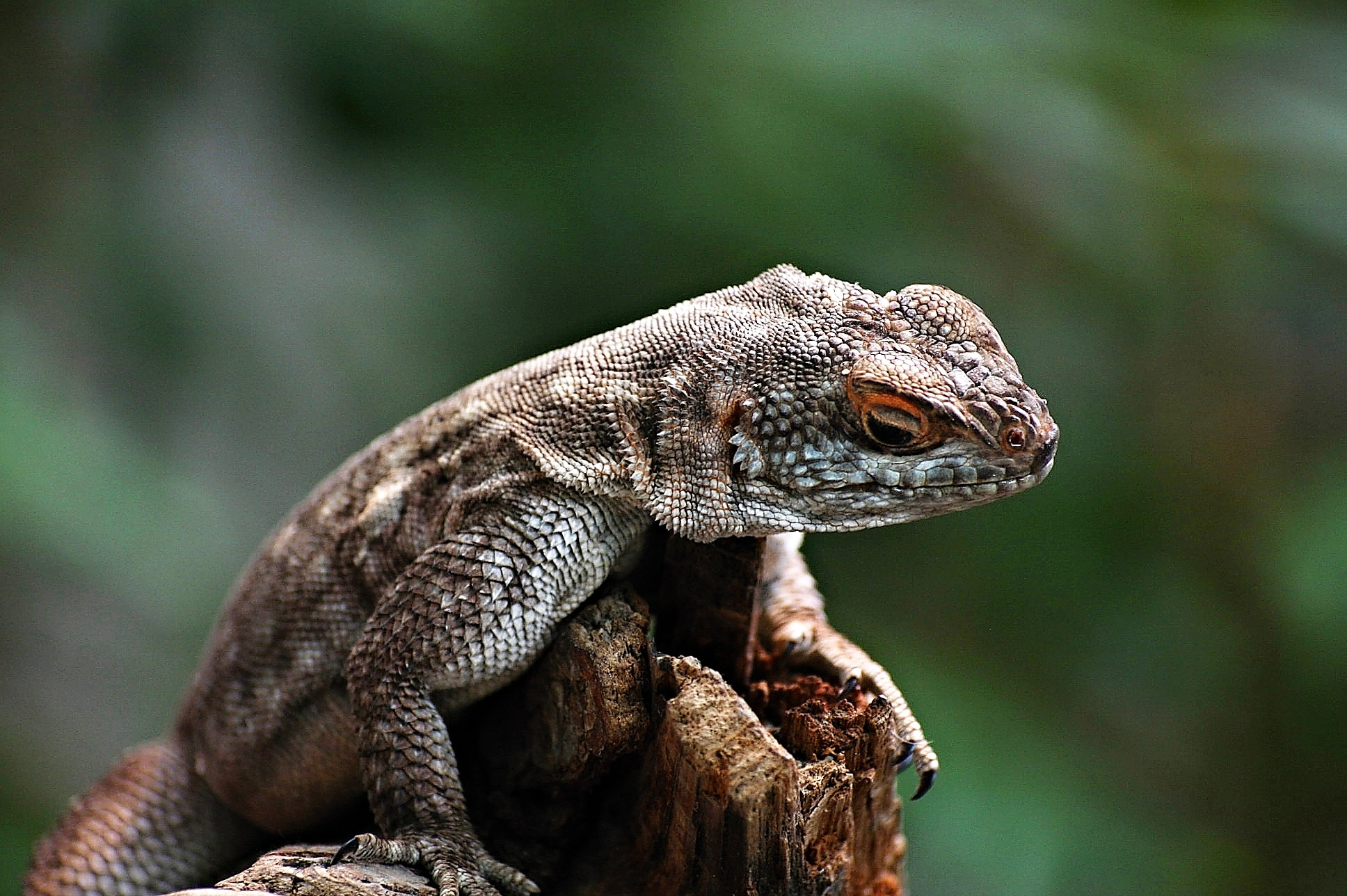 Canon EOS 40D + Sigma 50-200mm F4-5.6 DC OS HSM sample photo. Bearded dragon photography