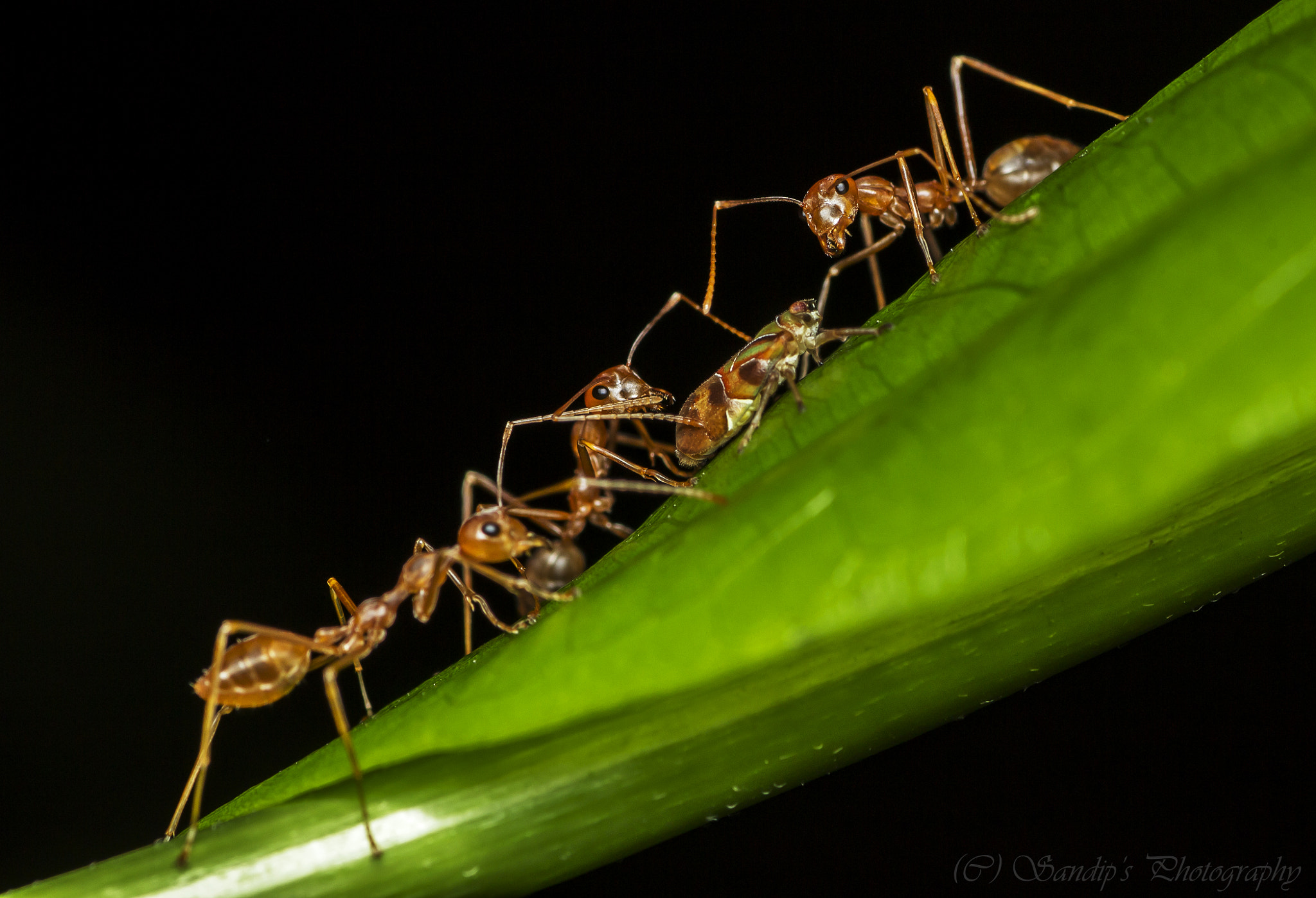 Tamron SP AF 90mm F2.8 Di Macro sample photo. Weavr ants in action photography