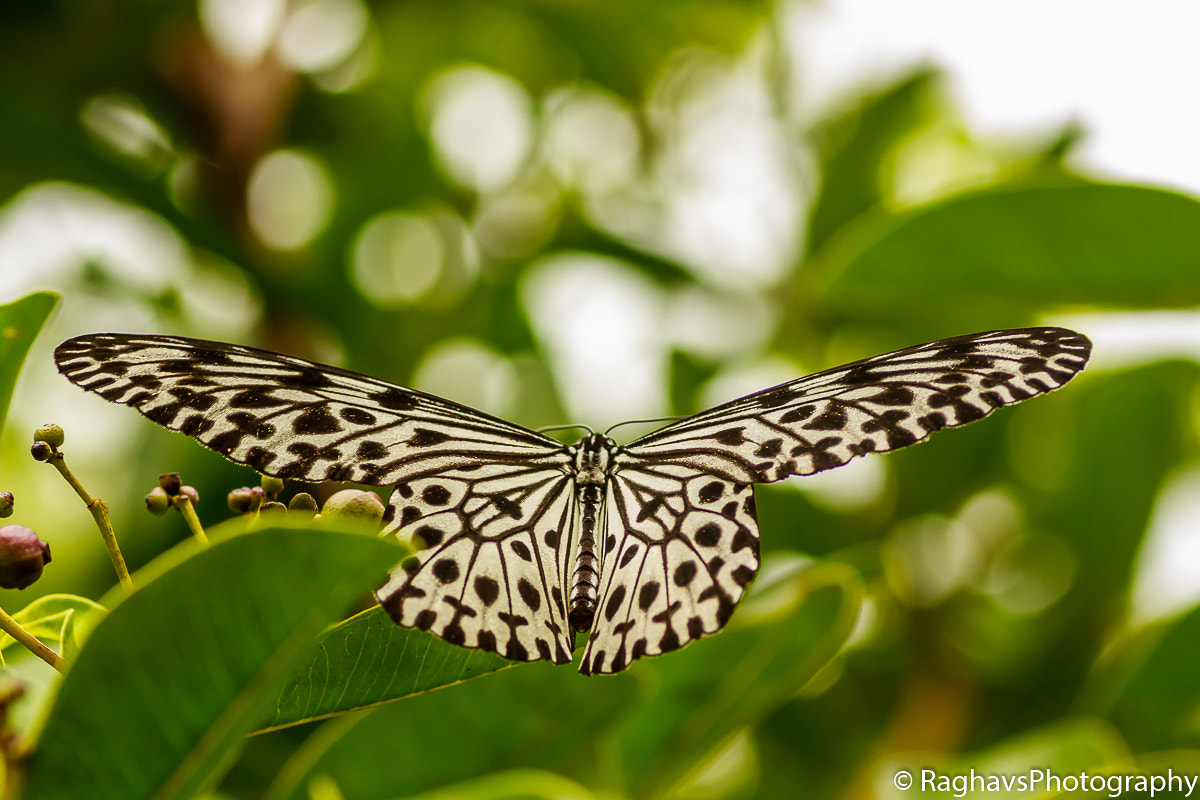 Tamron SP AF 90mm F2.8 Di Macro sample photo. Wing span photography