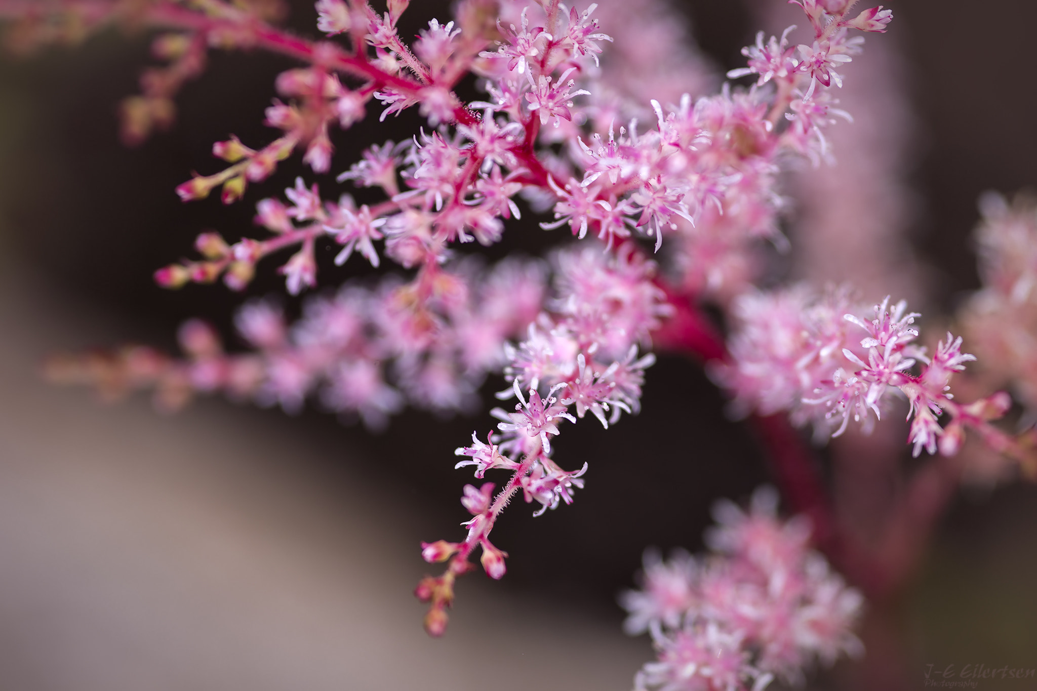 Canon EOS 6D + Sigma 105mm F2.8 EX DG Macro sample photo. Astilbe photography