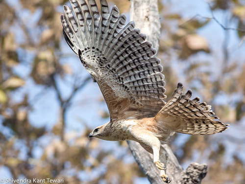 Canon EOS-1D X + Canon EF 400mm F5.6L USM sample photo